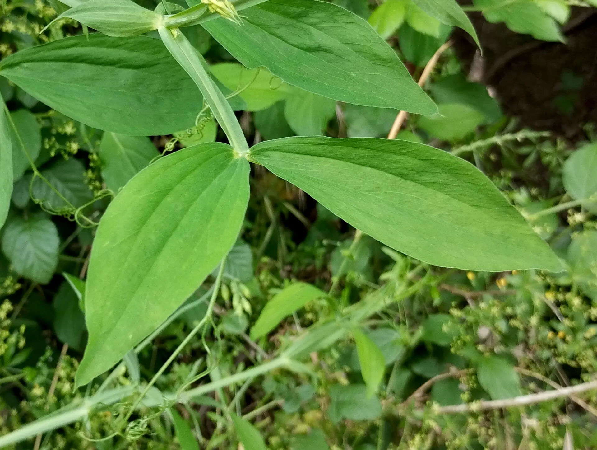 img/lathyrus-latifolius-4.webp