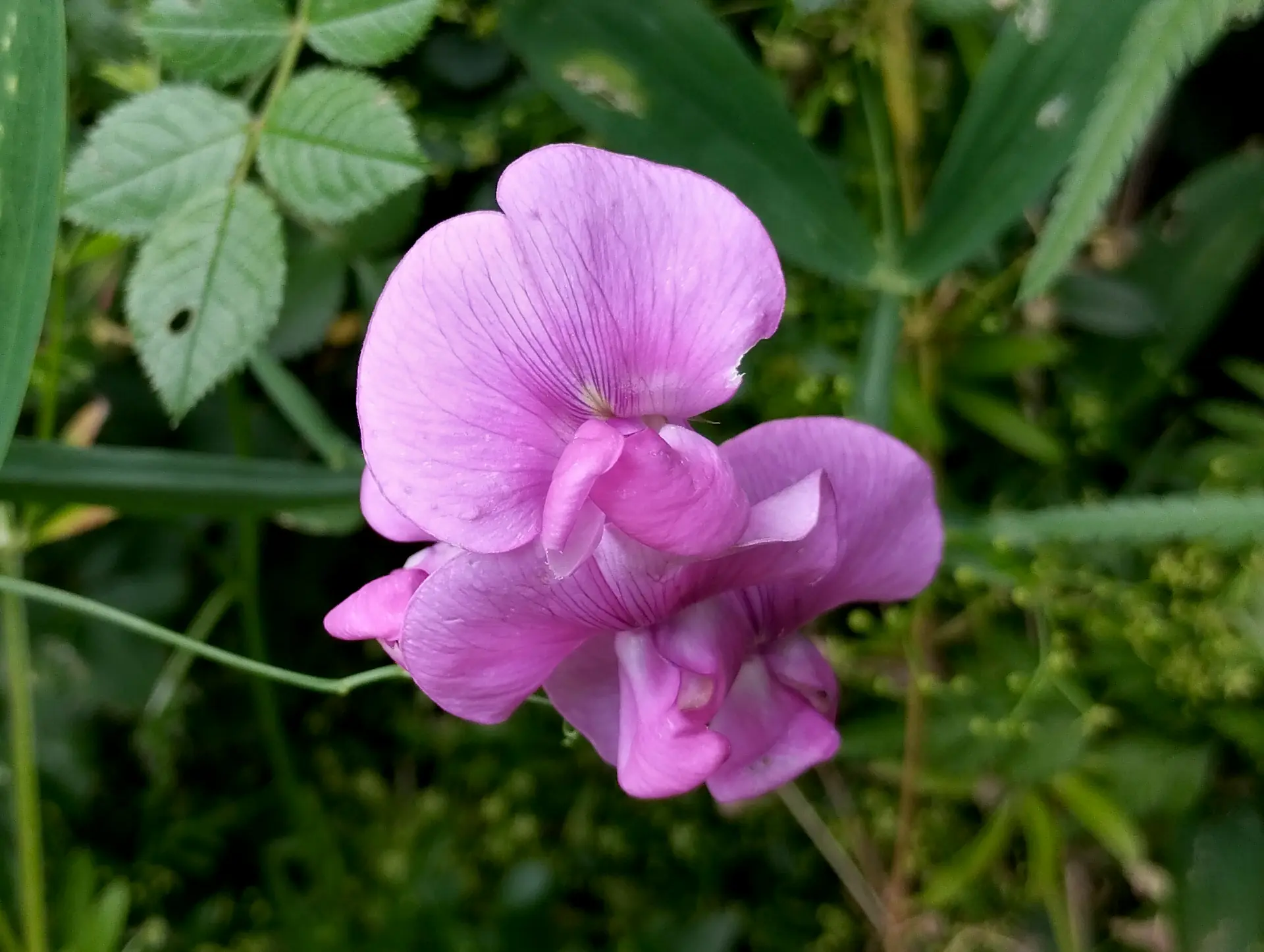 img/lathyrus-latifolius.webp