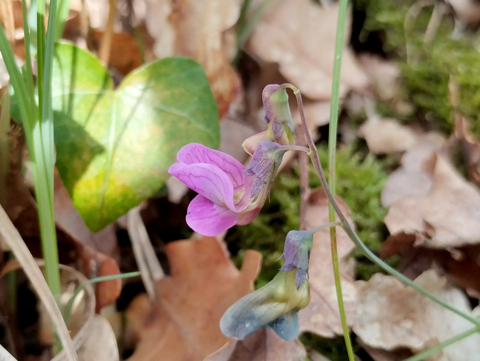 img/lathyrus-linifolius-2.webp