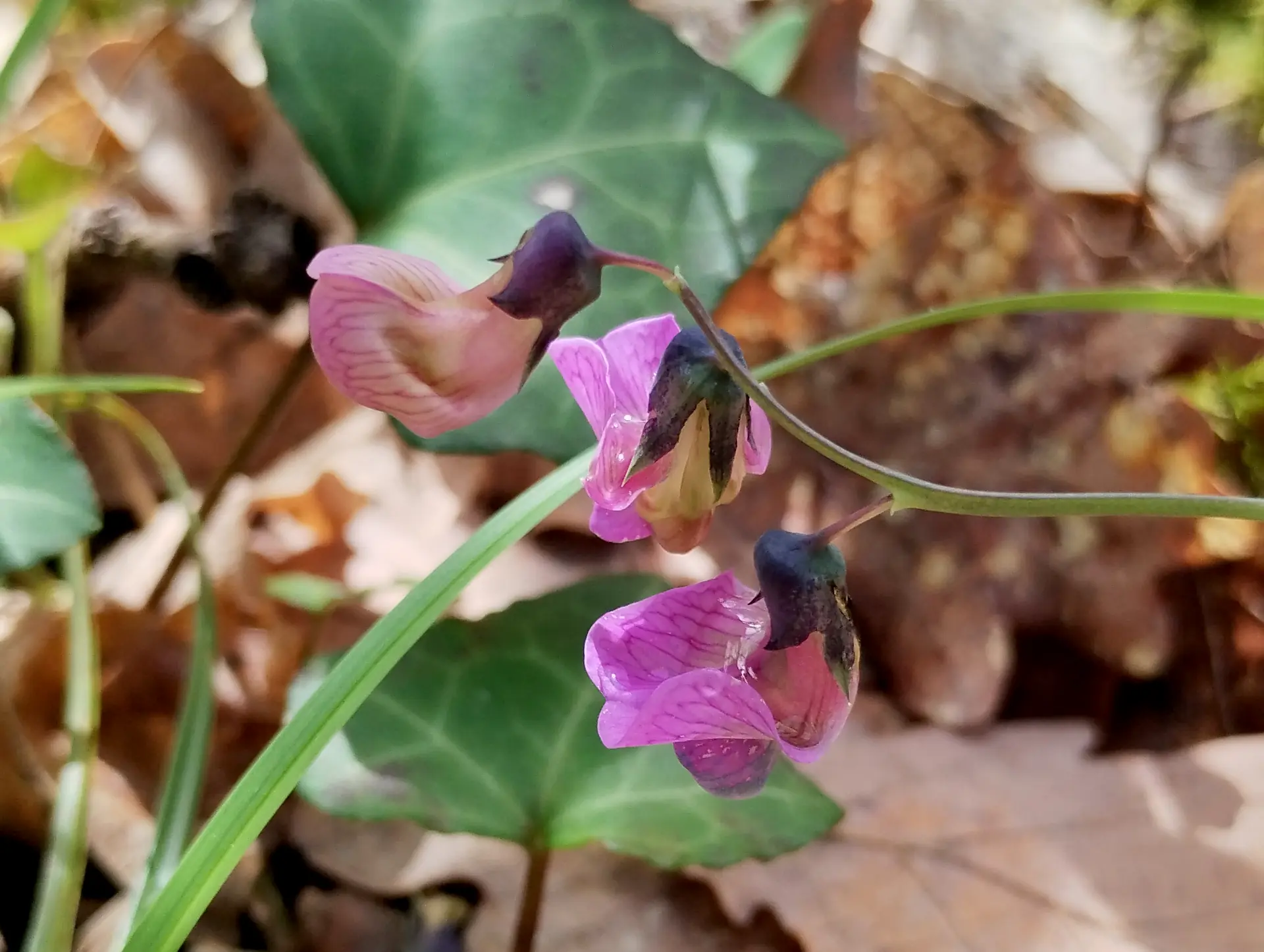 img/lathyrus-linifolius-3.webp