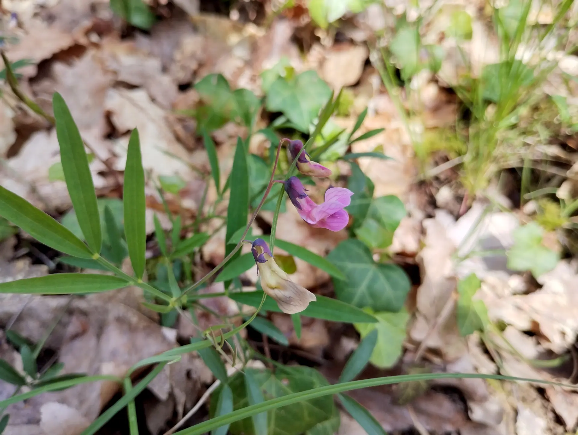 img/lathyrus-linifolius-4.webp