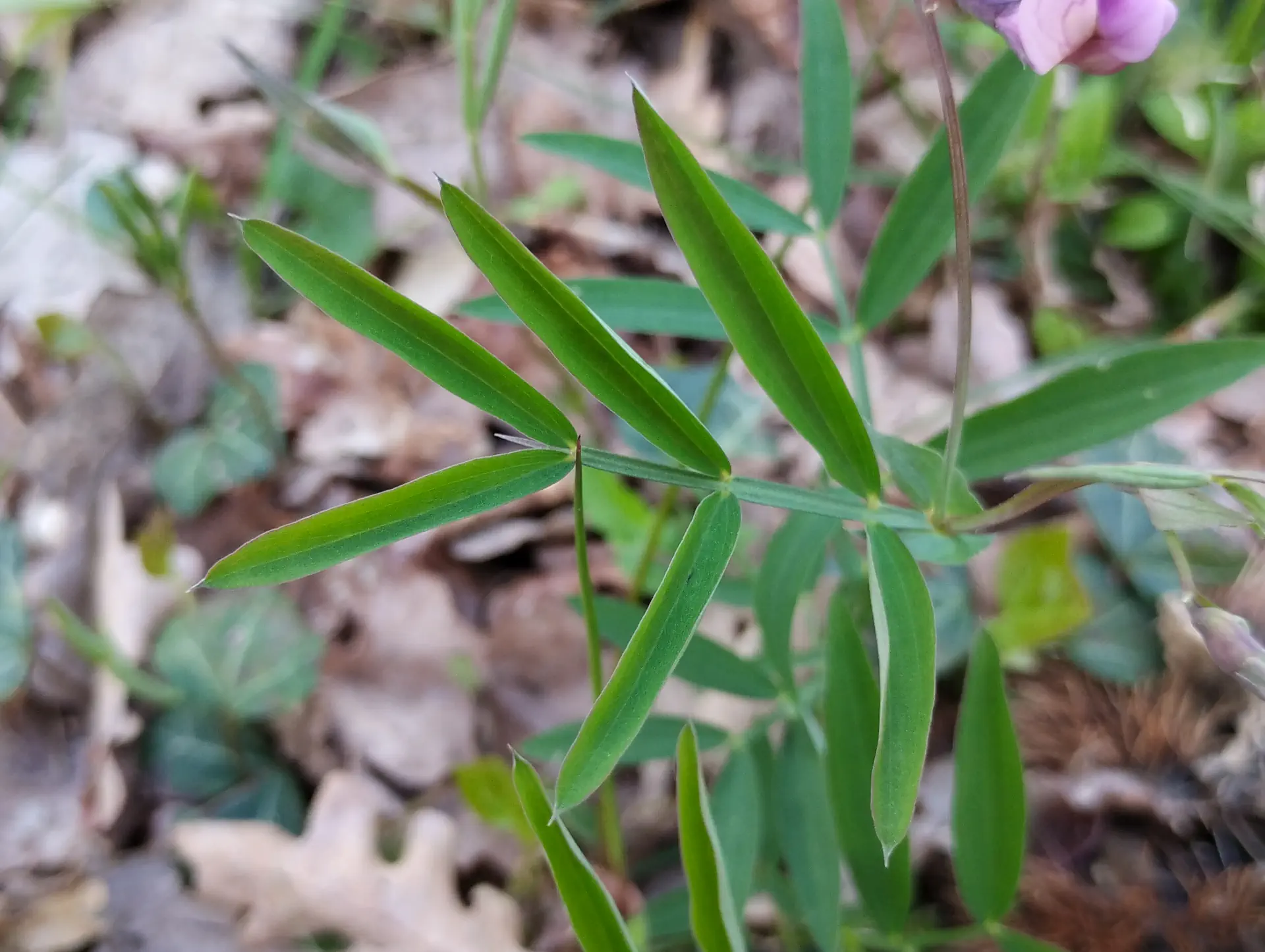 img/lathyrus-linifolius-5.webp