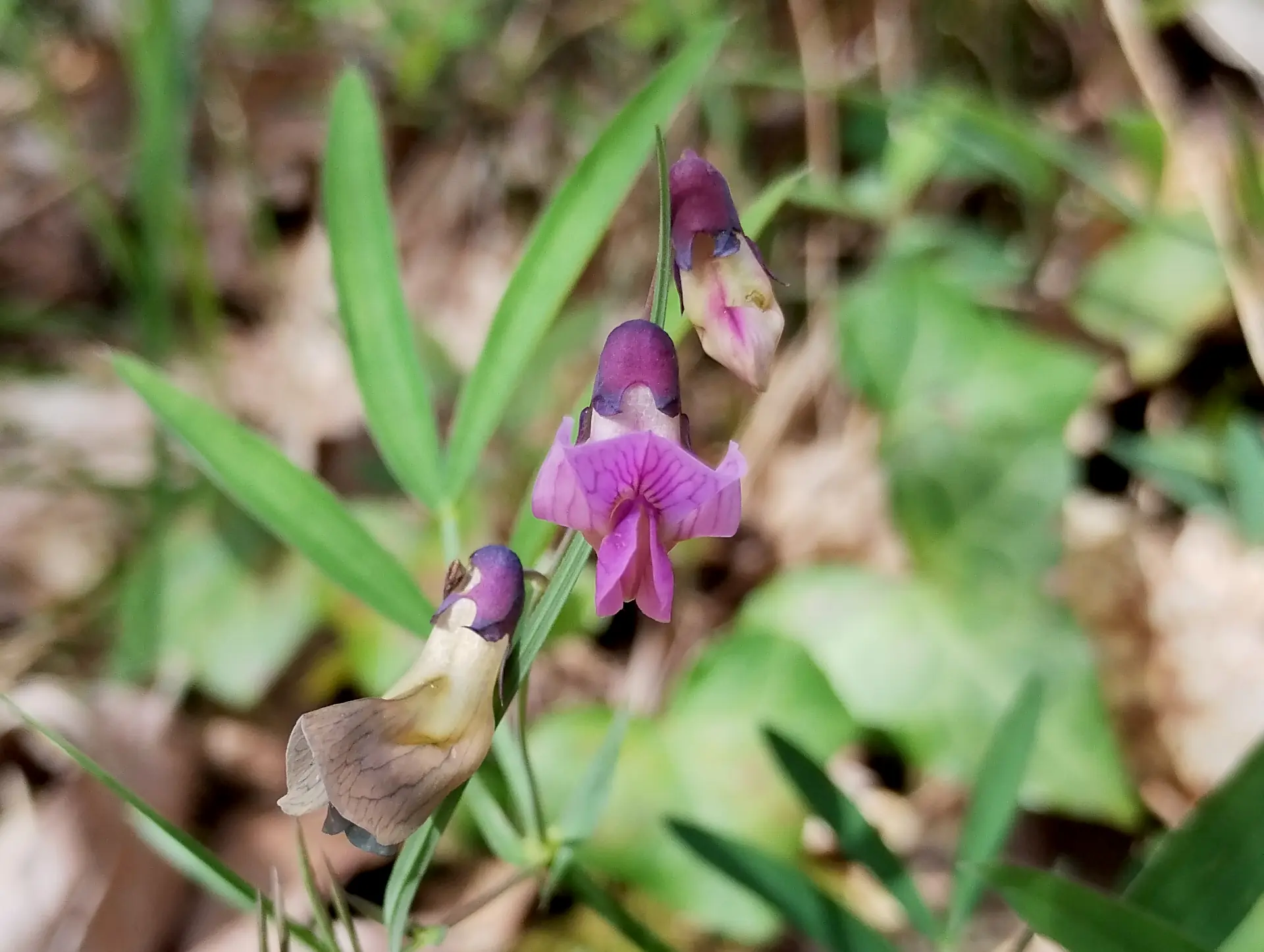 img/lathyrus-linifolius.webp