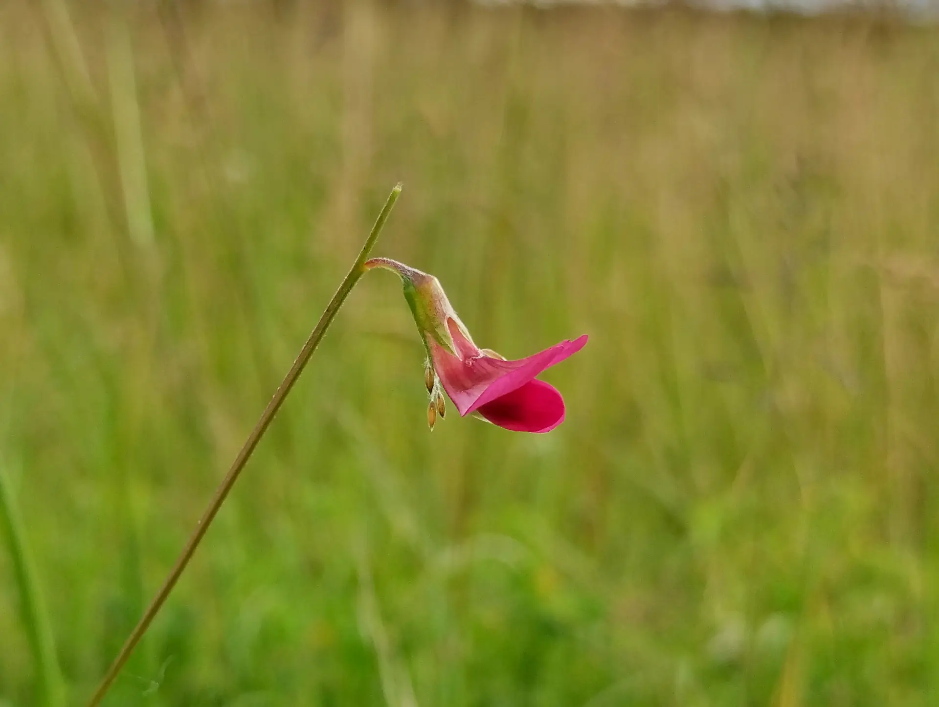 img/lathyrus-nissolia-2.webp