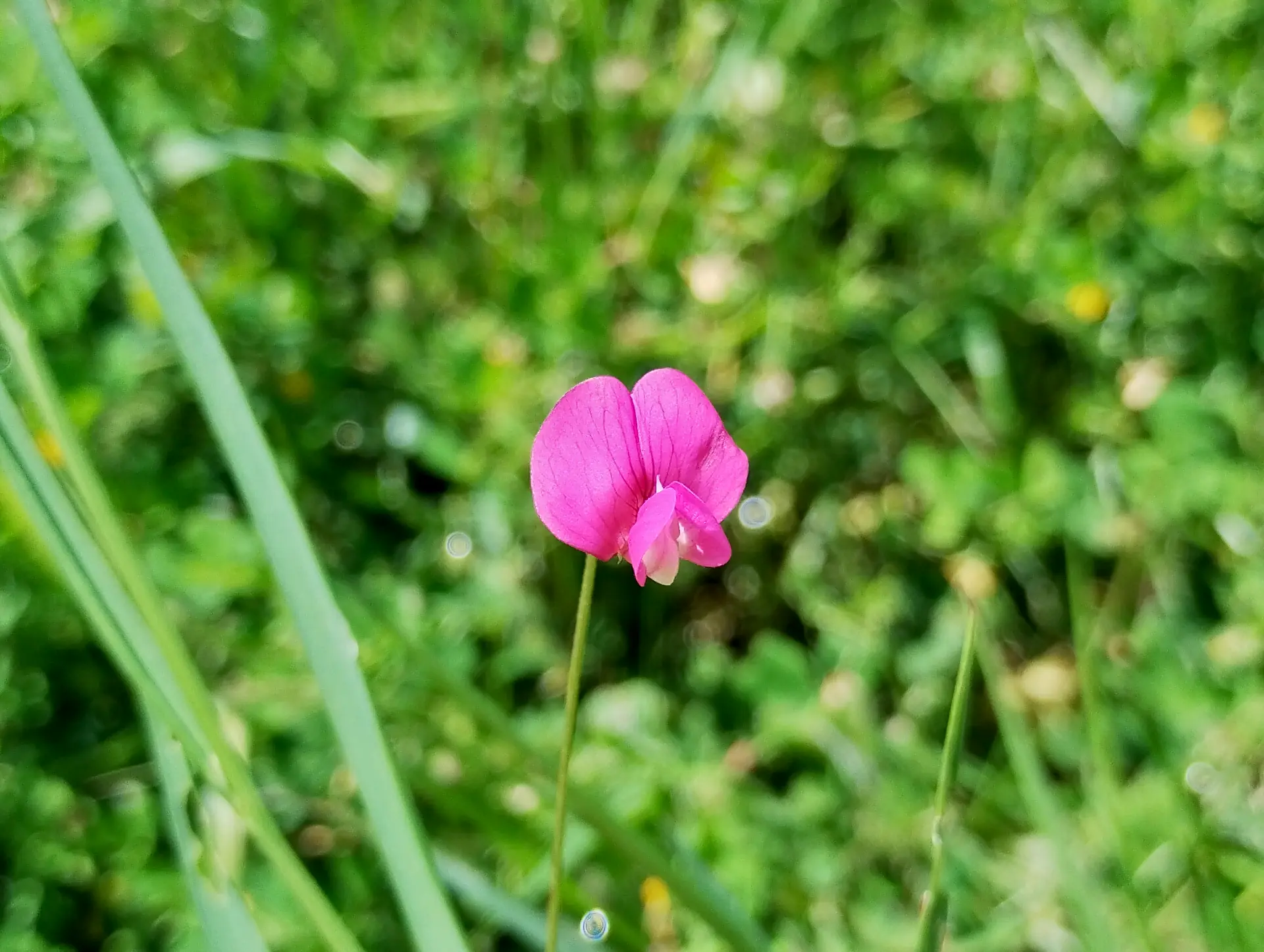img/lathyrus-nissolia-4.webp