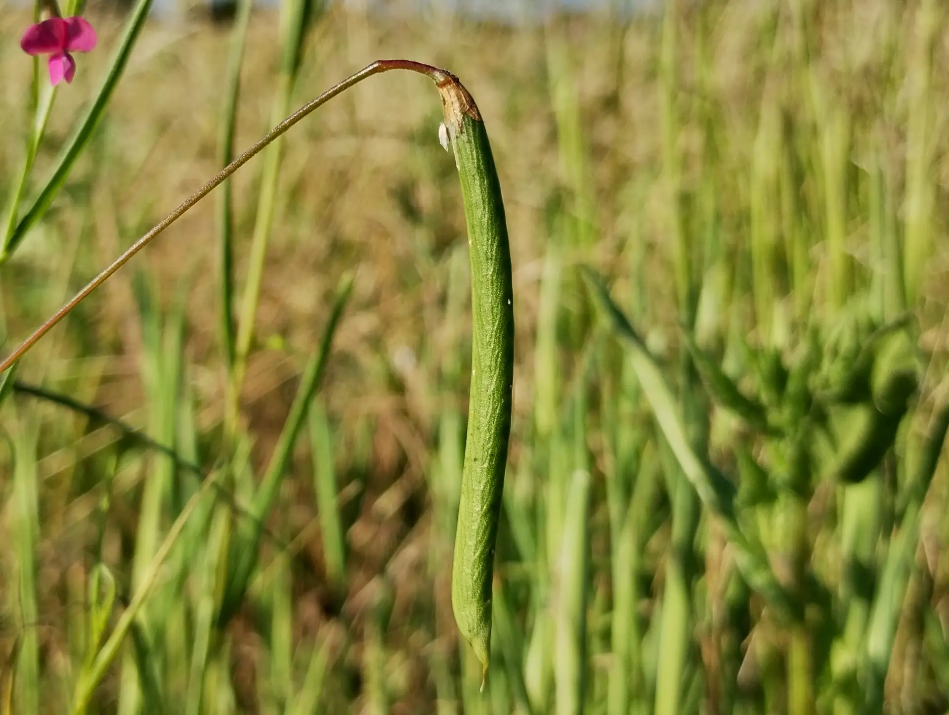 img/lathyrus-nissolia-5.webp