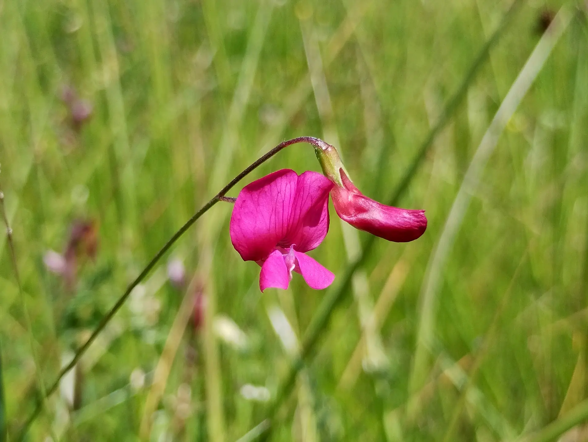 img/lathyrus-nissolia.webp