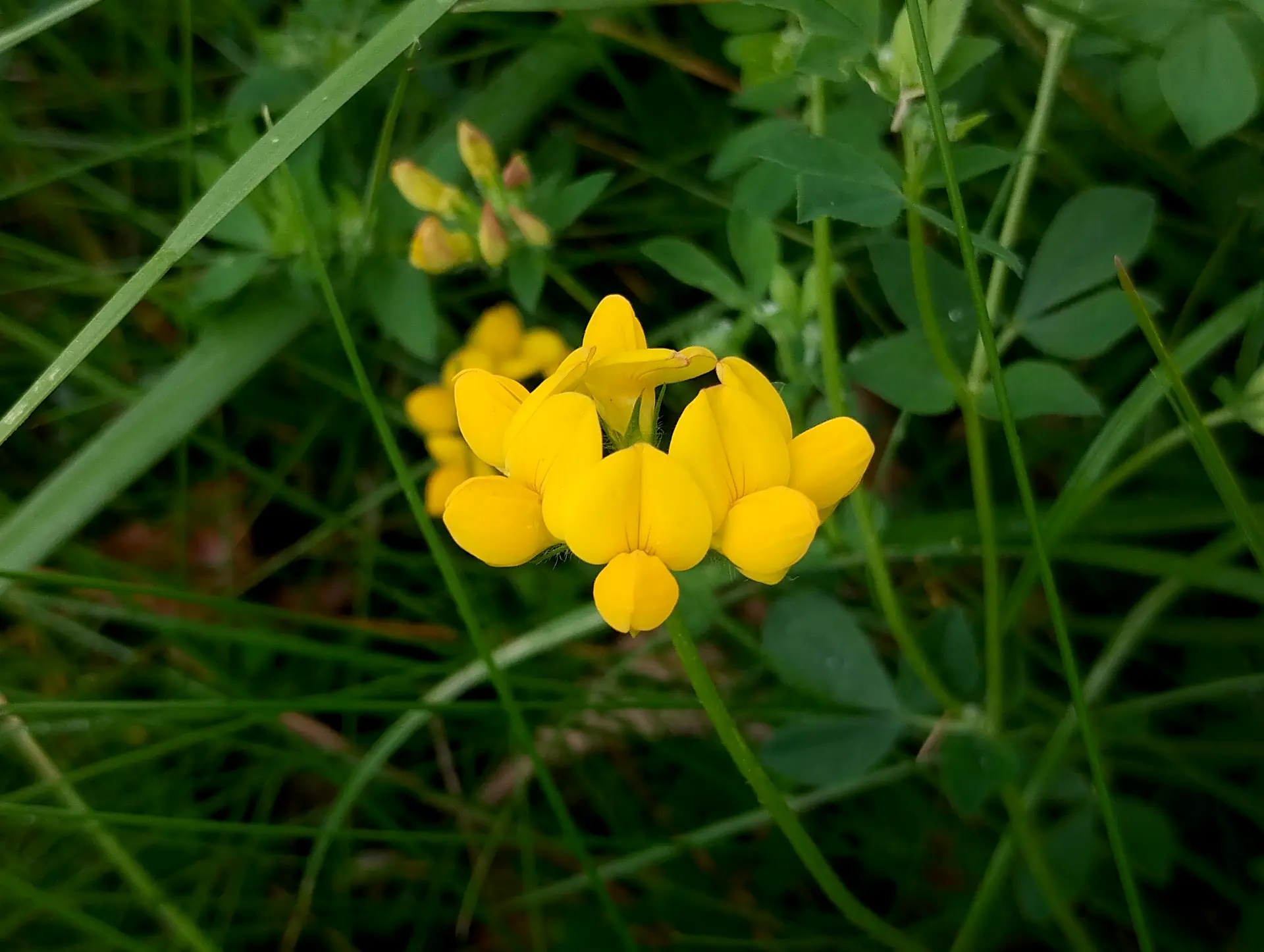 img/lotus-corniculatus-2.webp