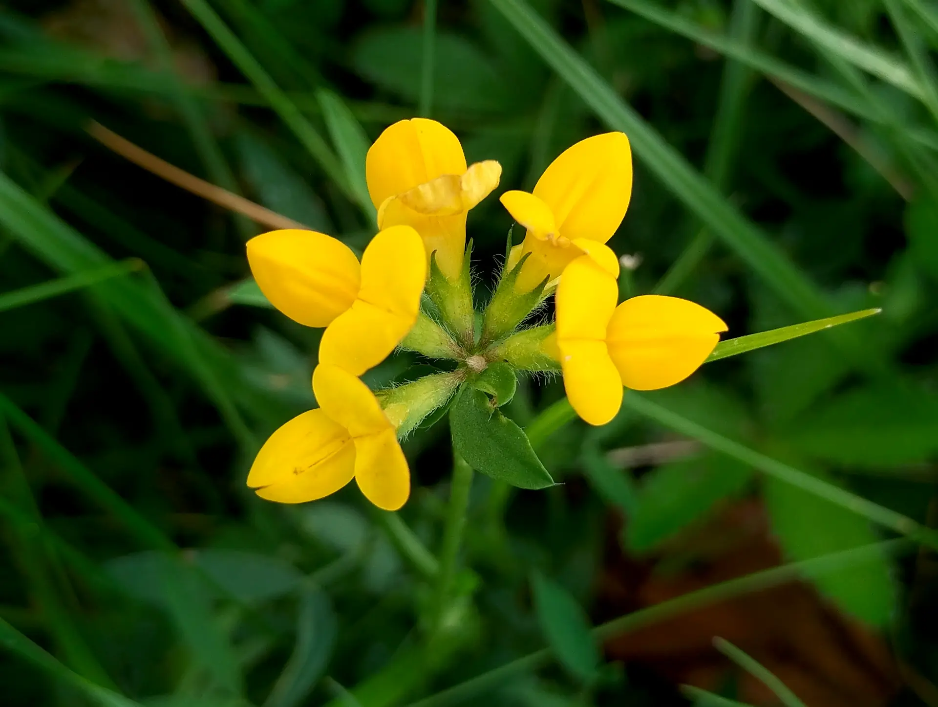 img/lotus-corniculatus-3.webp