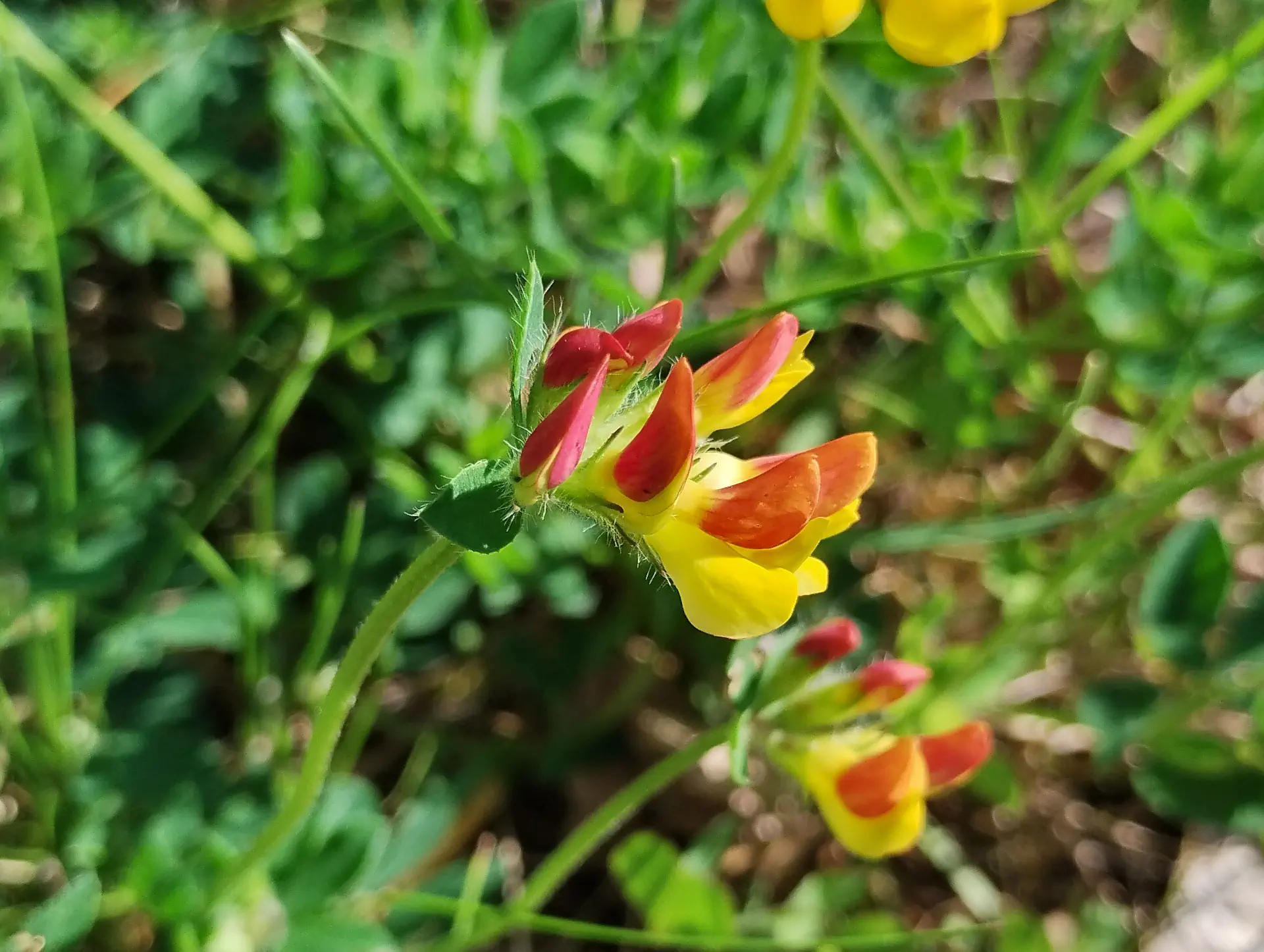 img/lotus-corniculatus-4.webp