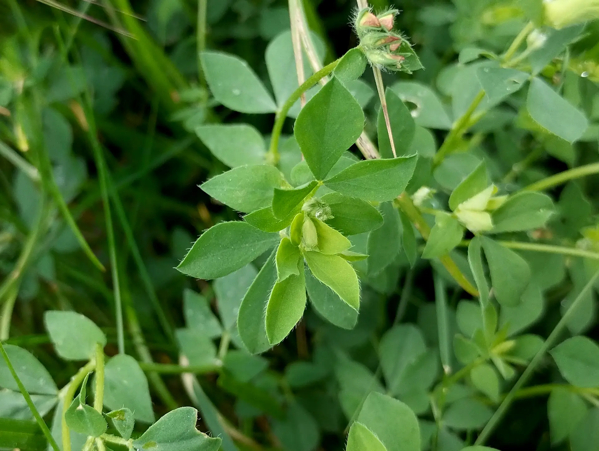 img/lotus-corniculatus-5.webp