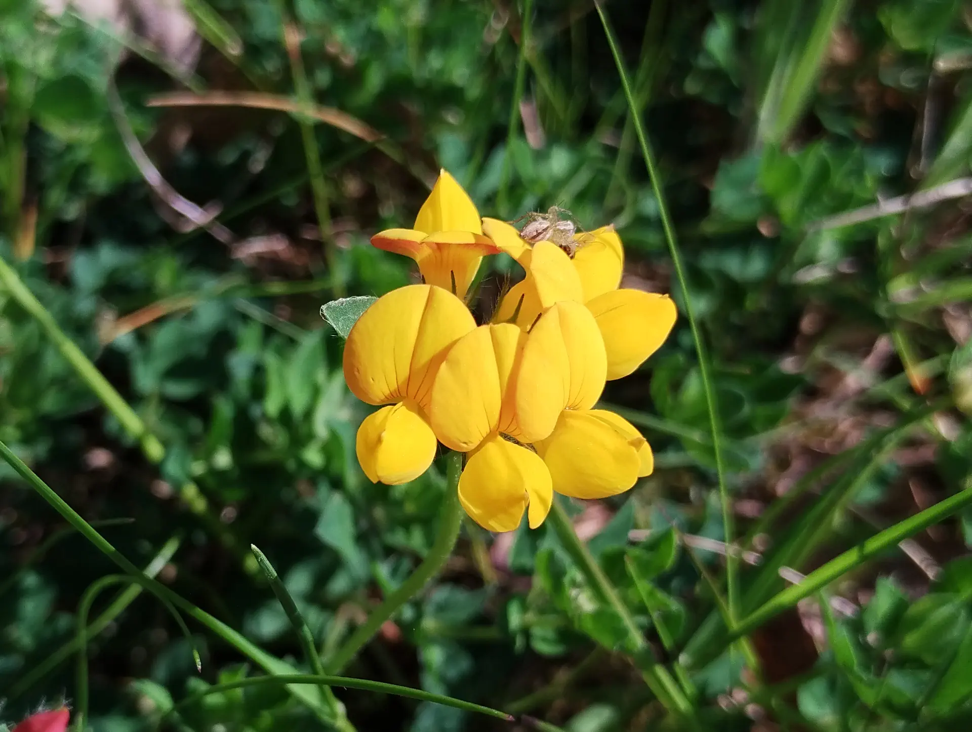 img/lotus-corniculatus.webp