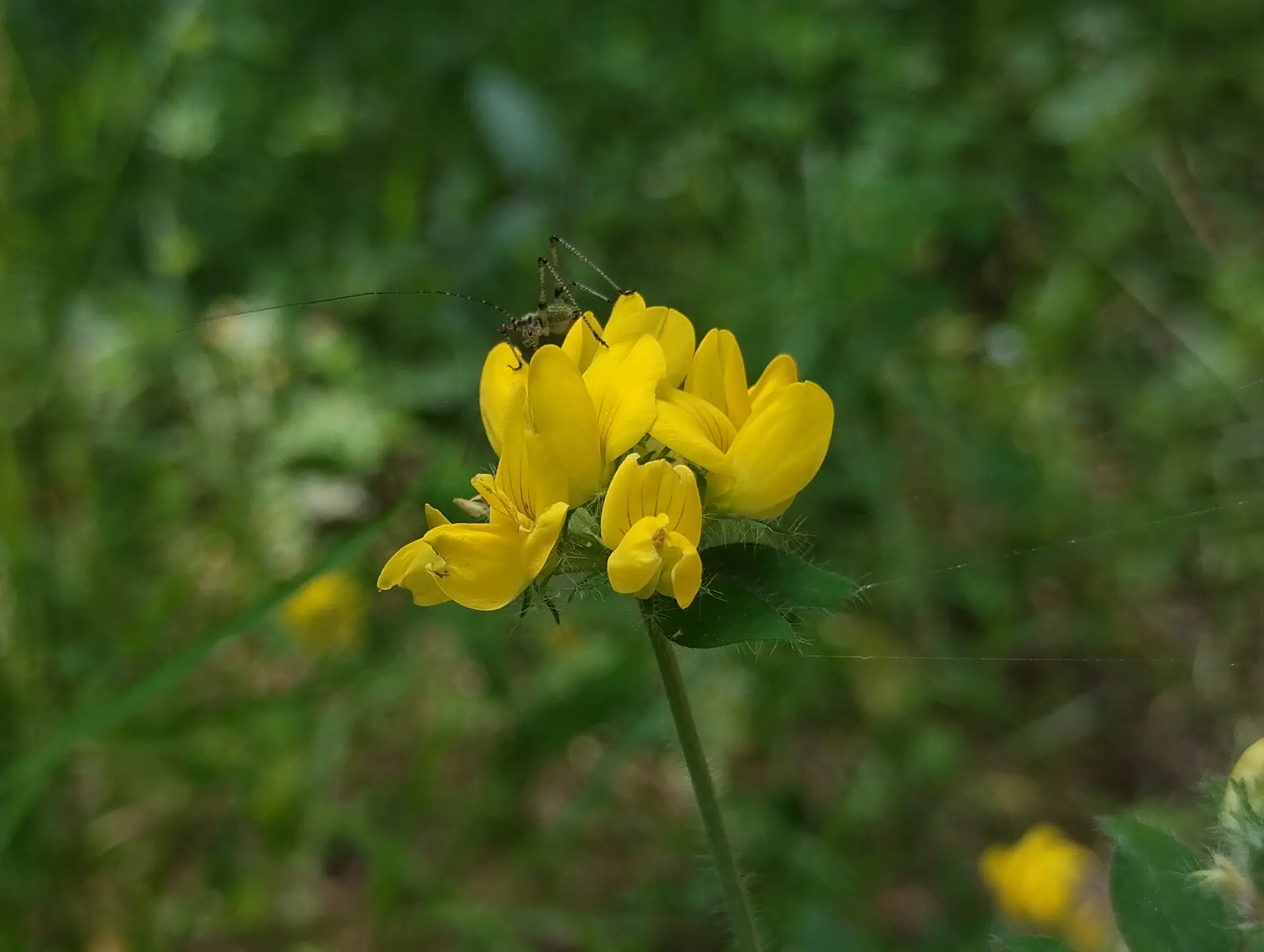 img/lotus-pedunculatus.webp