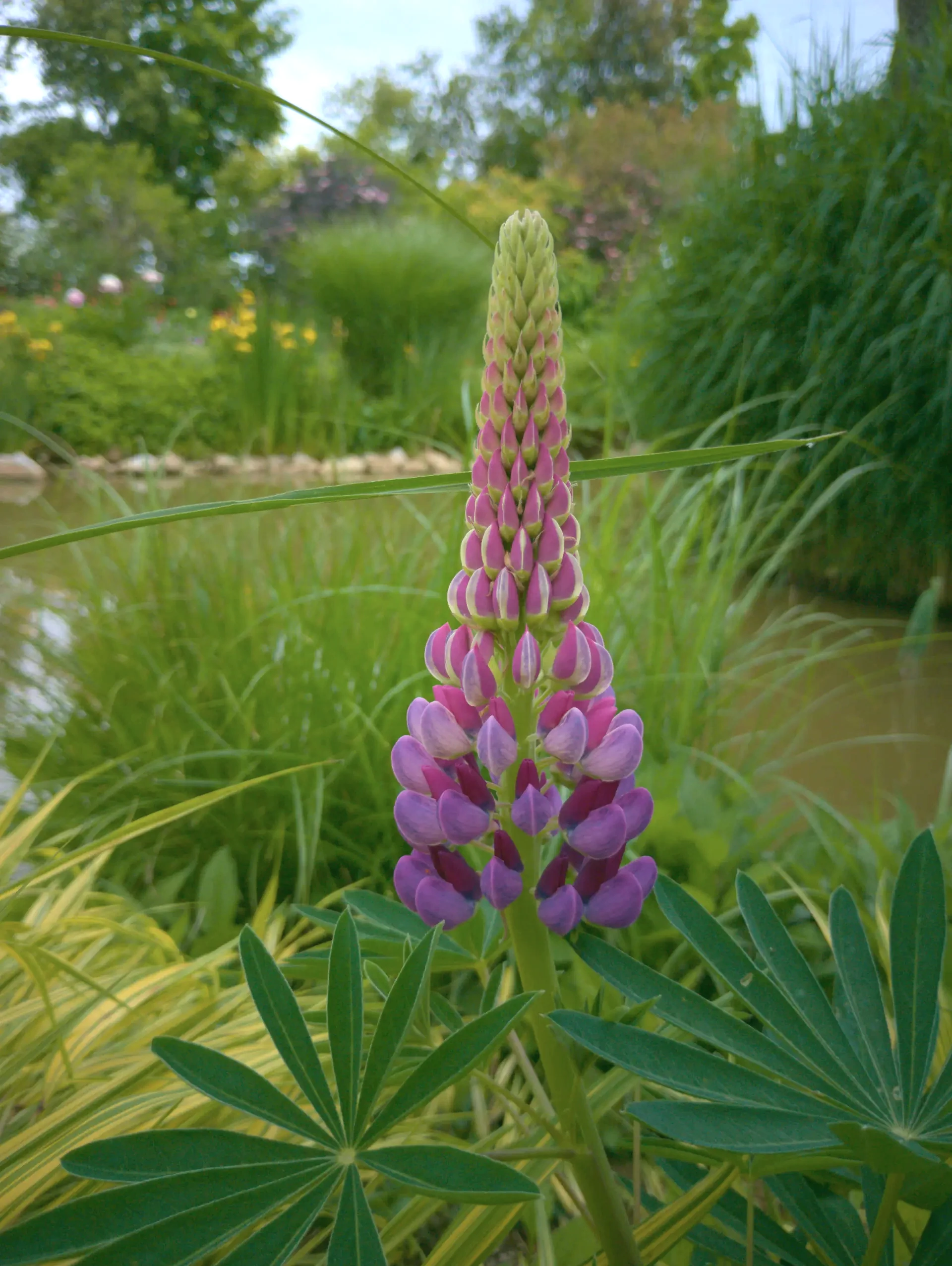 img/lupinus-regalis-2.webp