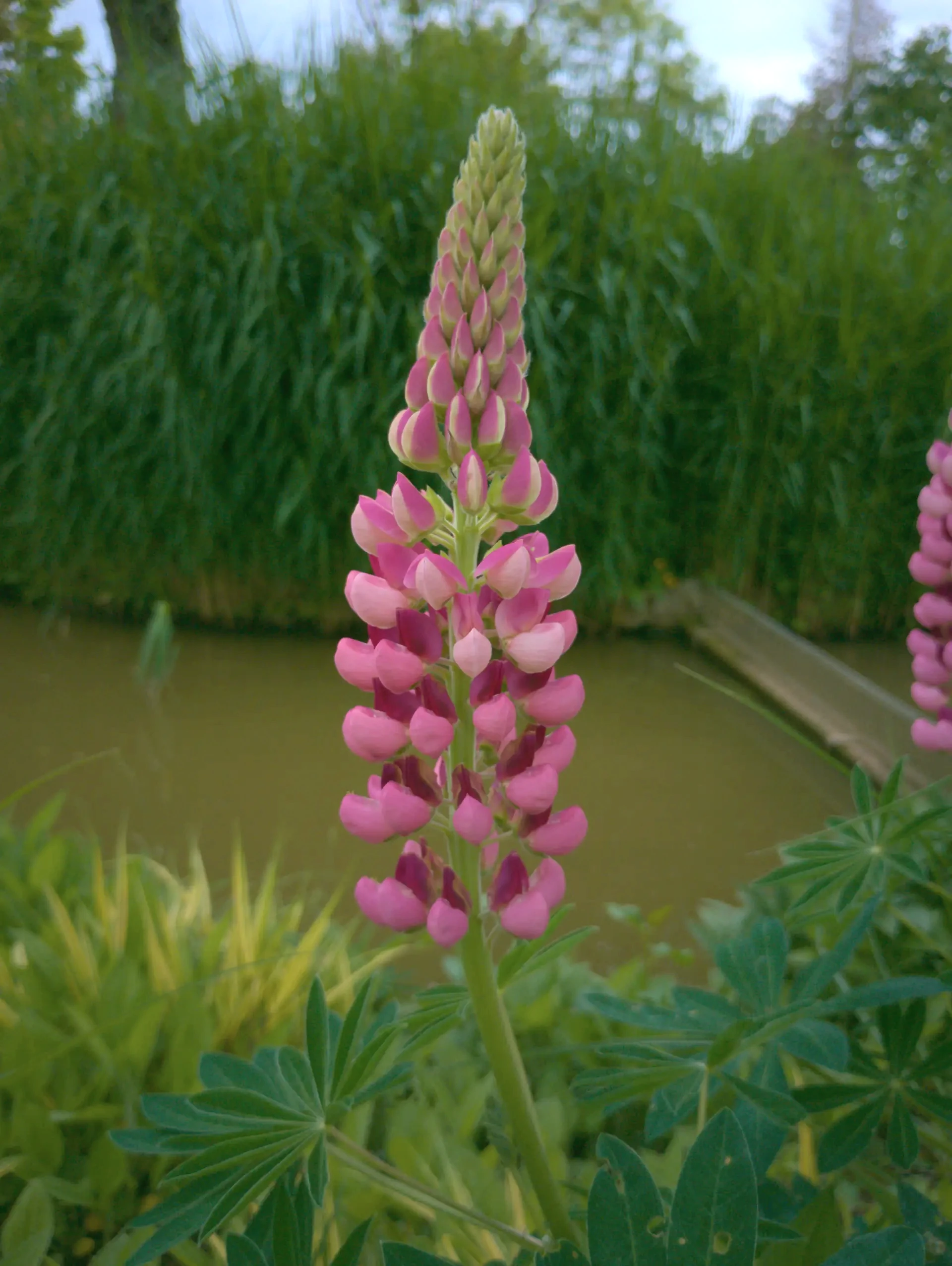 img/lupinus-regalis.webp