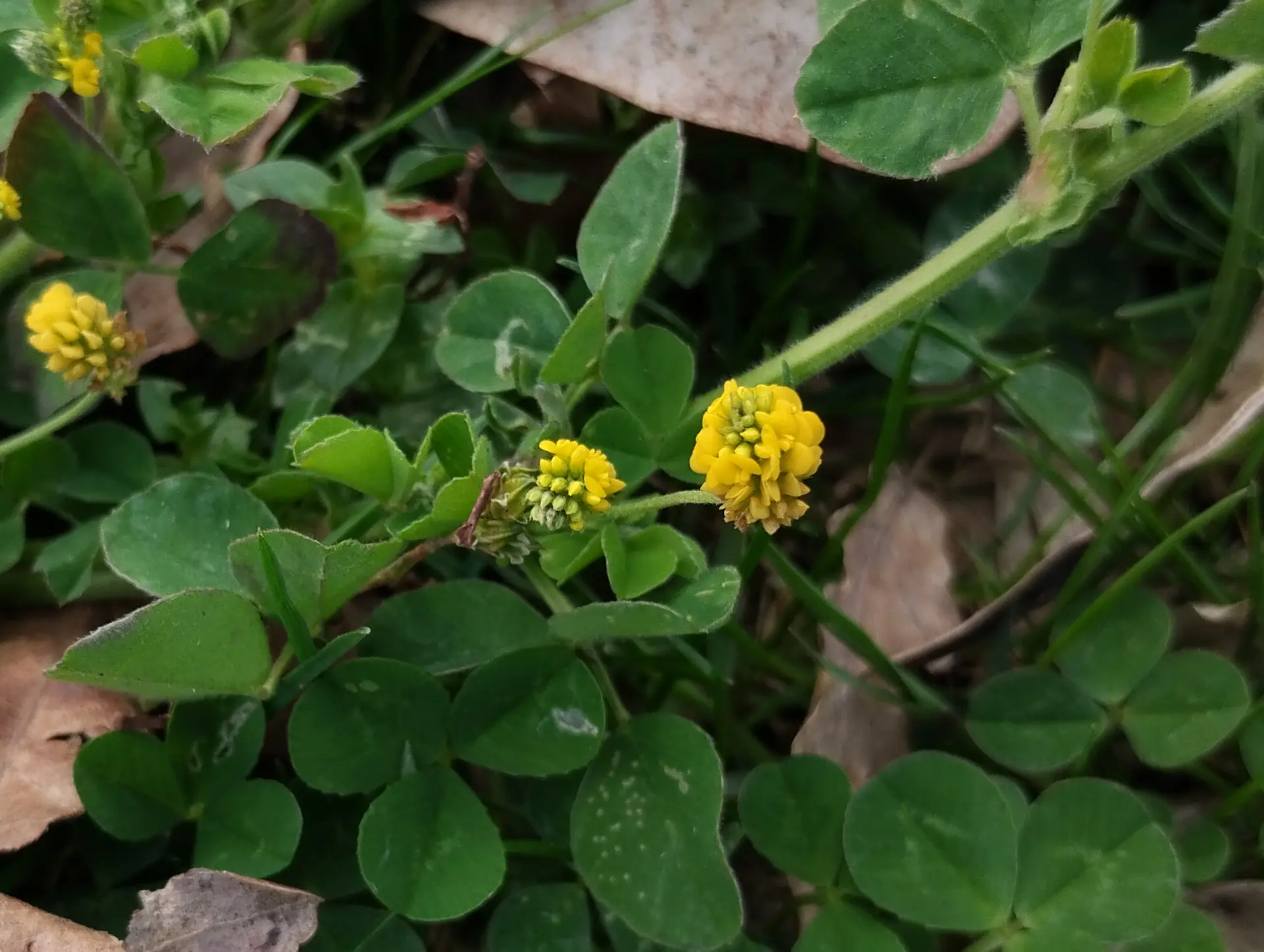 img/medicago-lupulina-2.webp