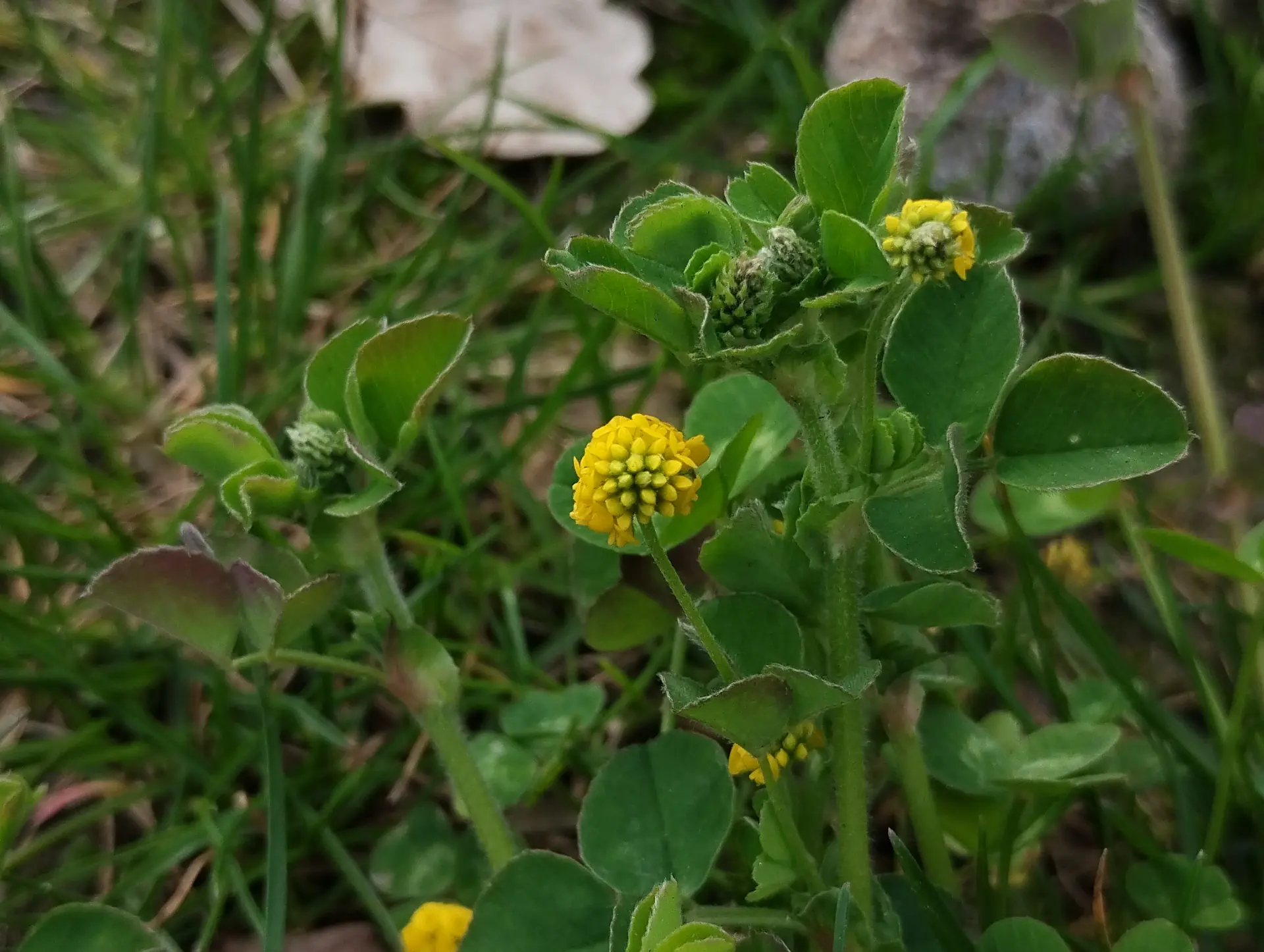 img/medicago-lupulina.webp