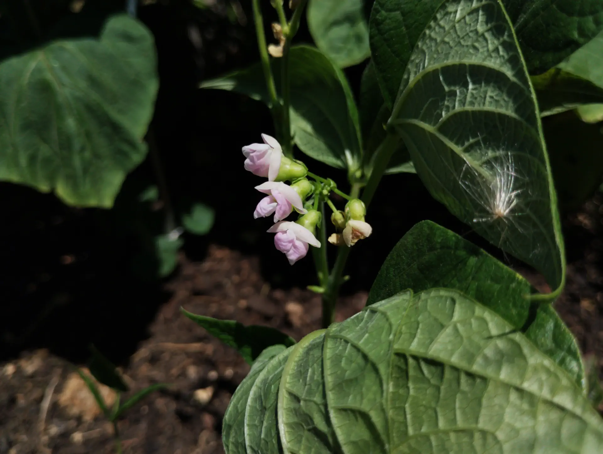 img/phaseolus-vulgaris-2.webp
