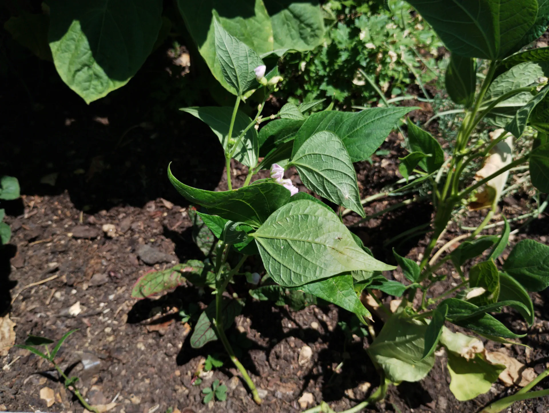 img/phaseolus-vulgaris-3.webp