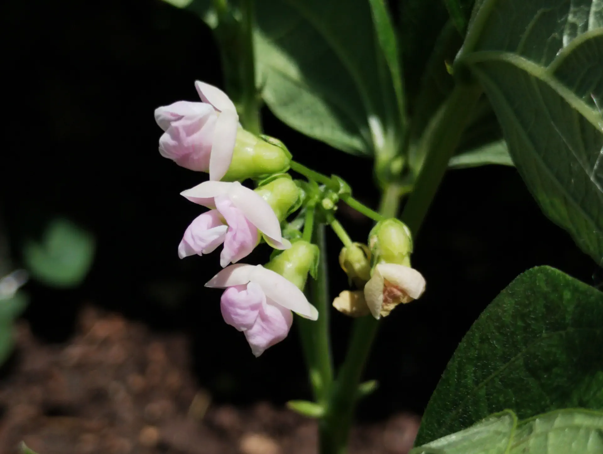 img/phaseolus-vulgaris.webp