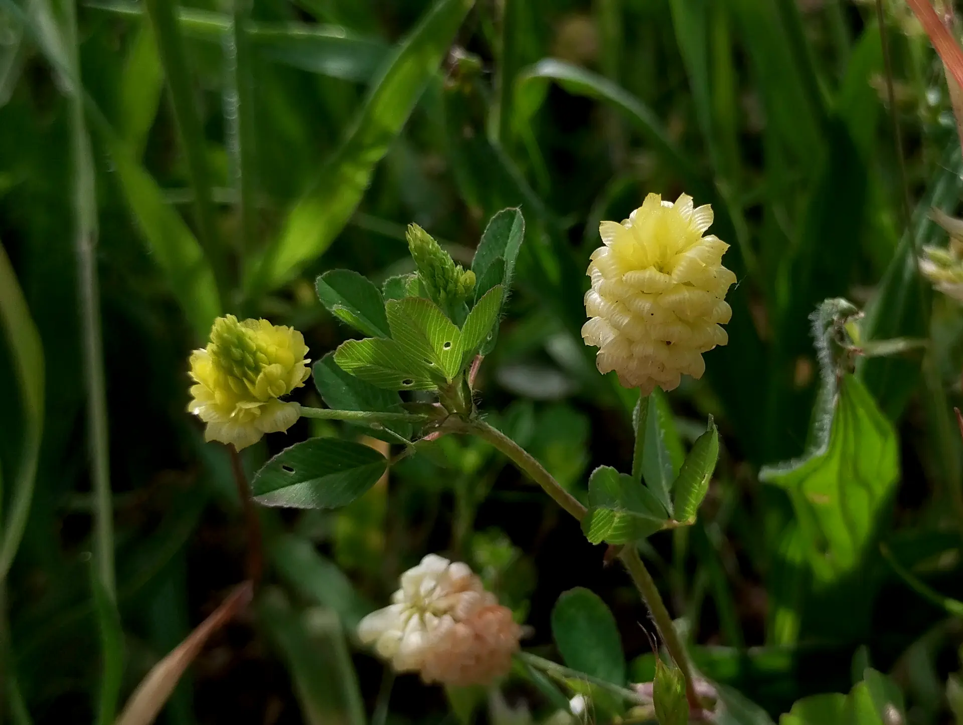img/trifolium-campestre-2.webp