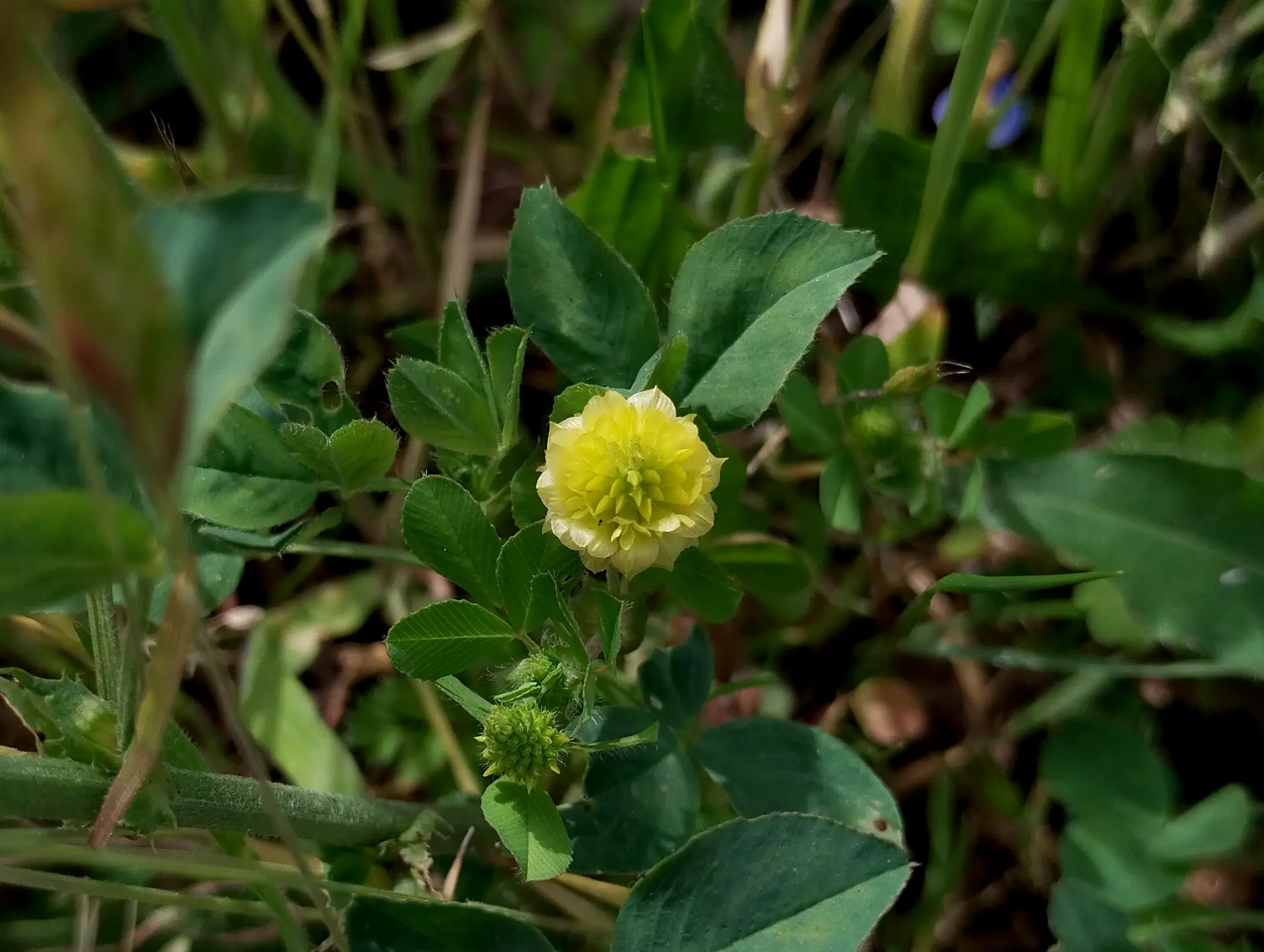 img/trifolium-campestre.webp
