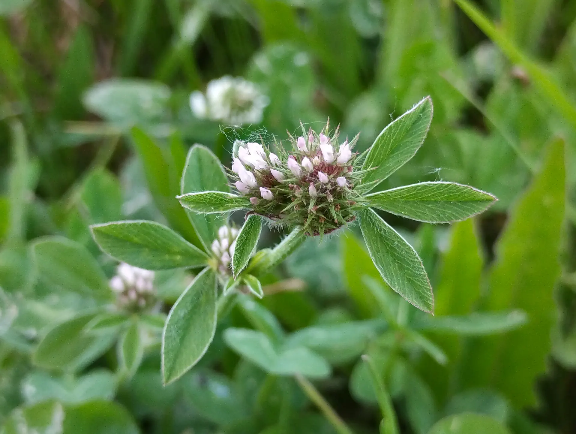 img/trifolium-glomeratum-2.webp