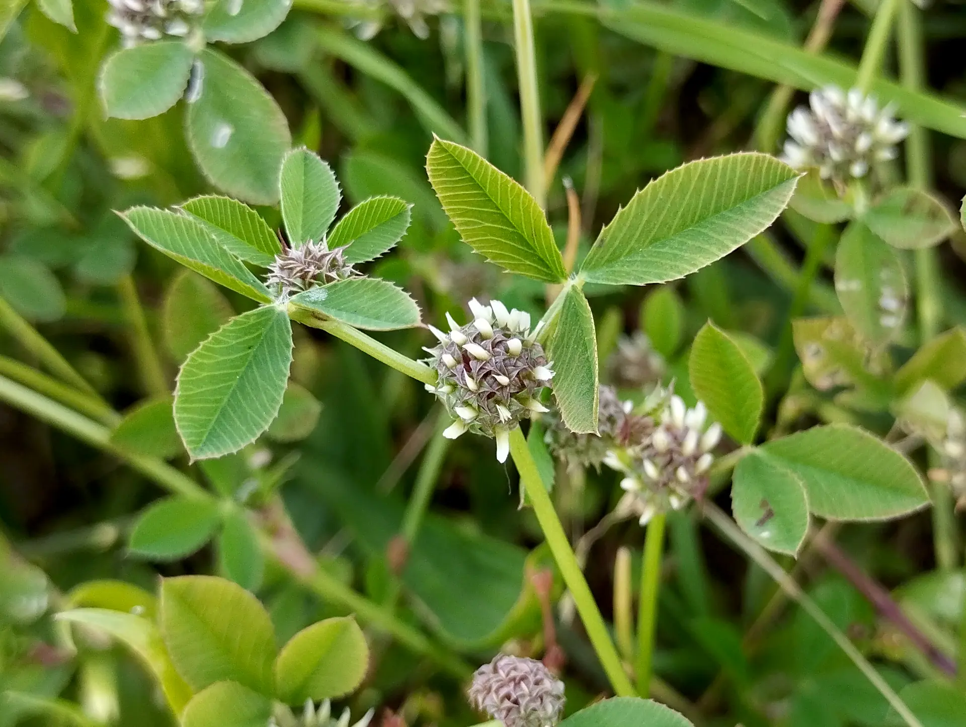 img/trifolium-glomeratum.webp