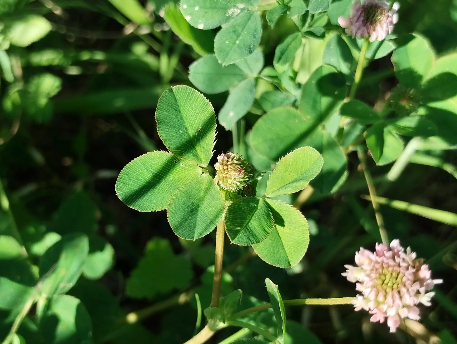 img/trifolium-hybridum-2.webp