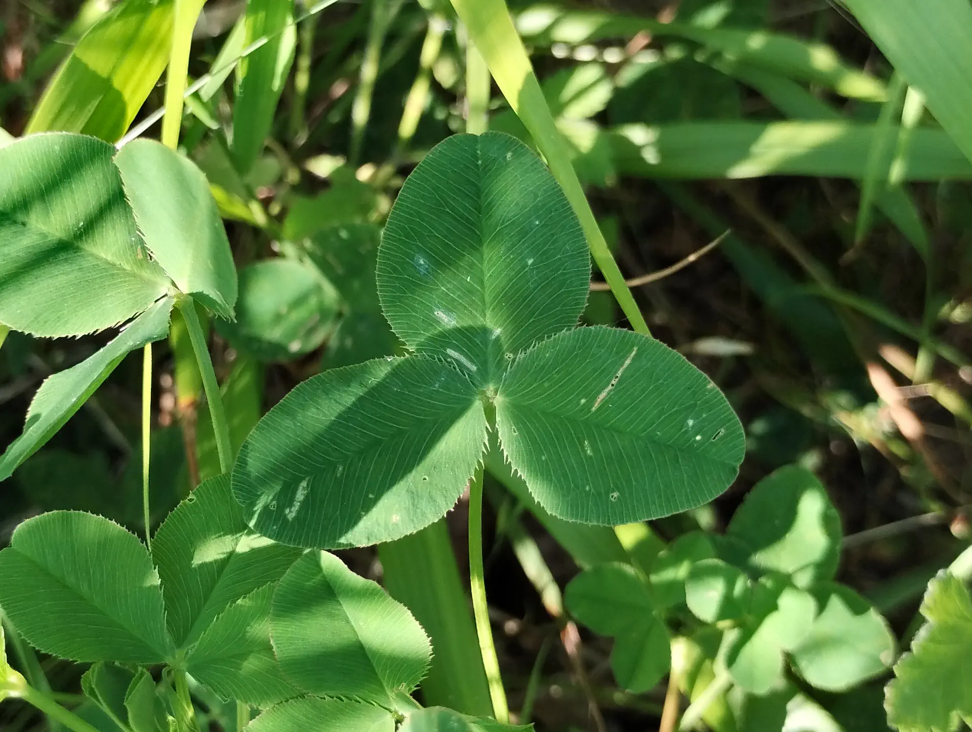 img/trifolium-hybridum-3.webp