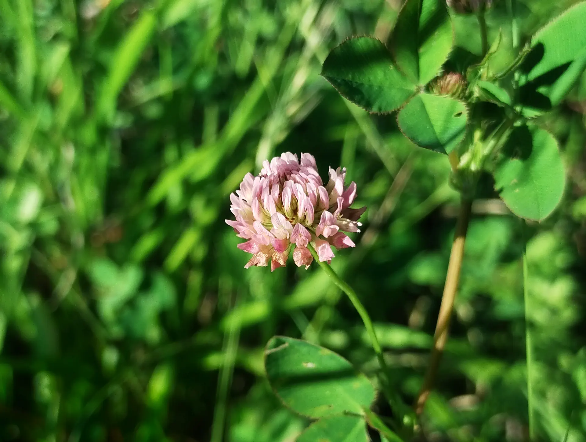 img/trifolium-hybridum.webp