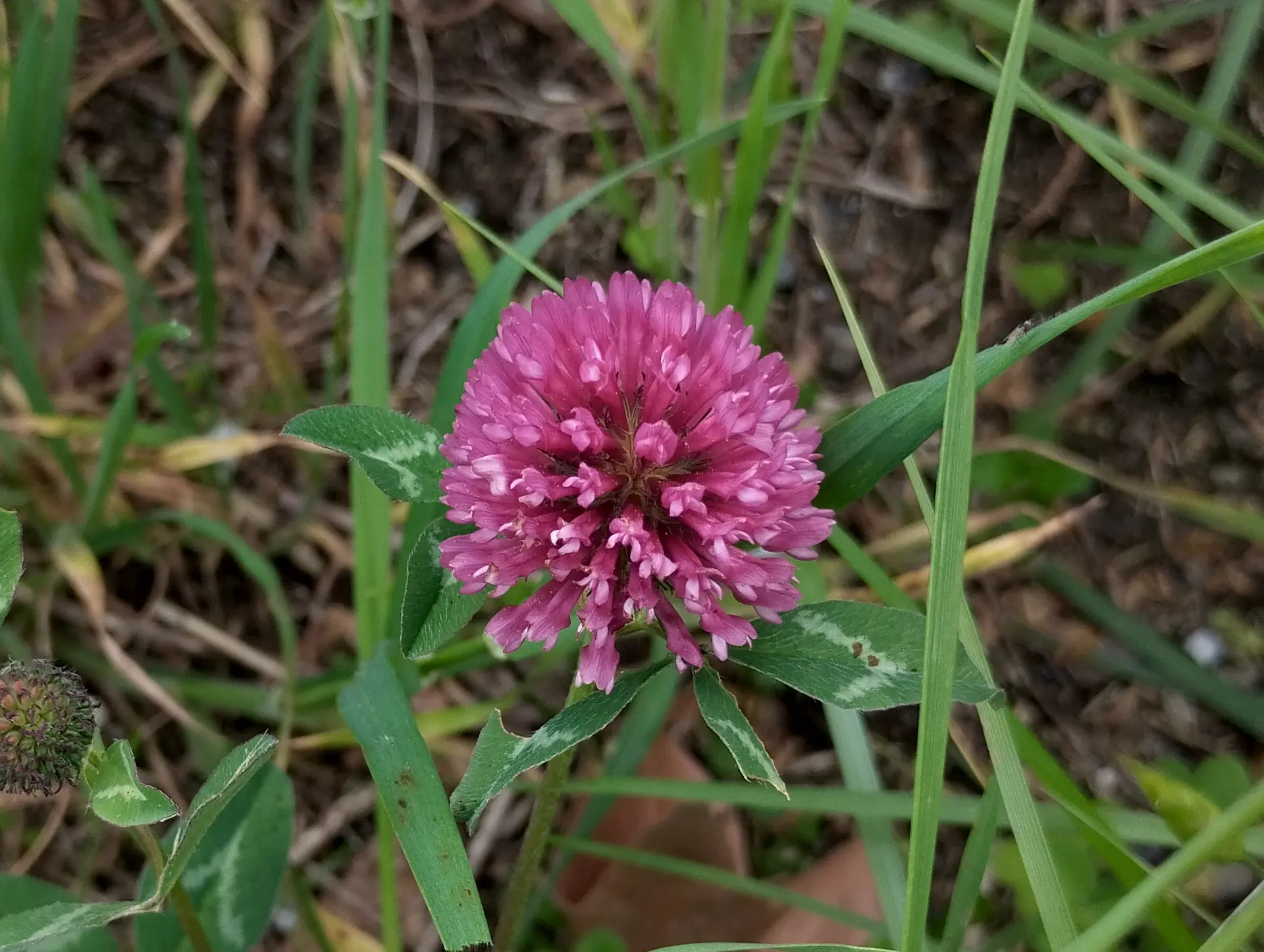img/trifolium-pratense-2.webp