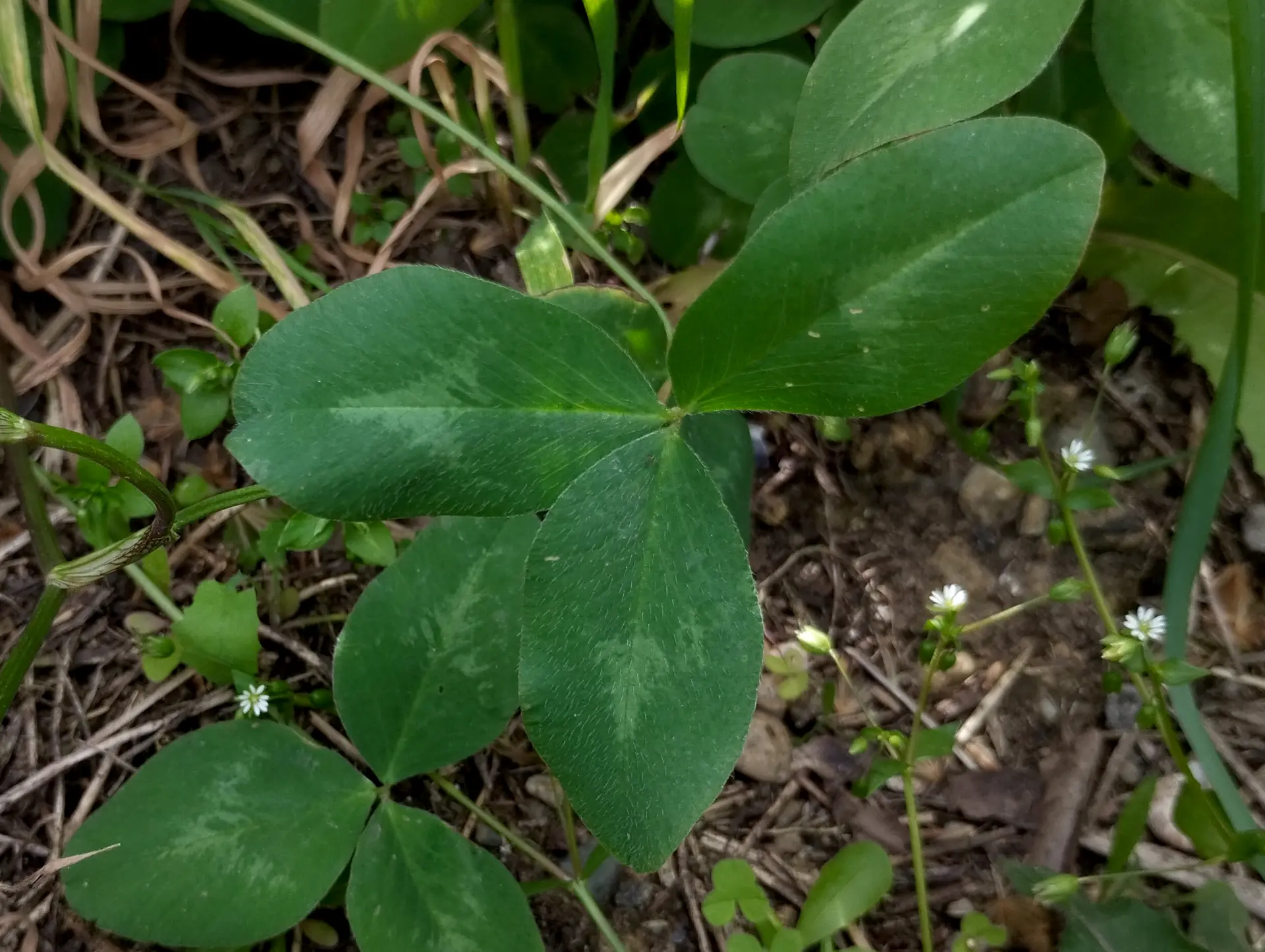 img/trifolium-pratense-3.webp