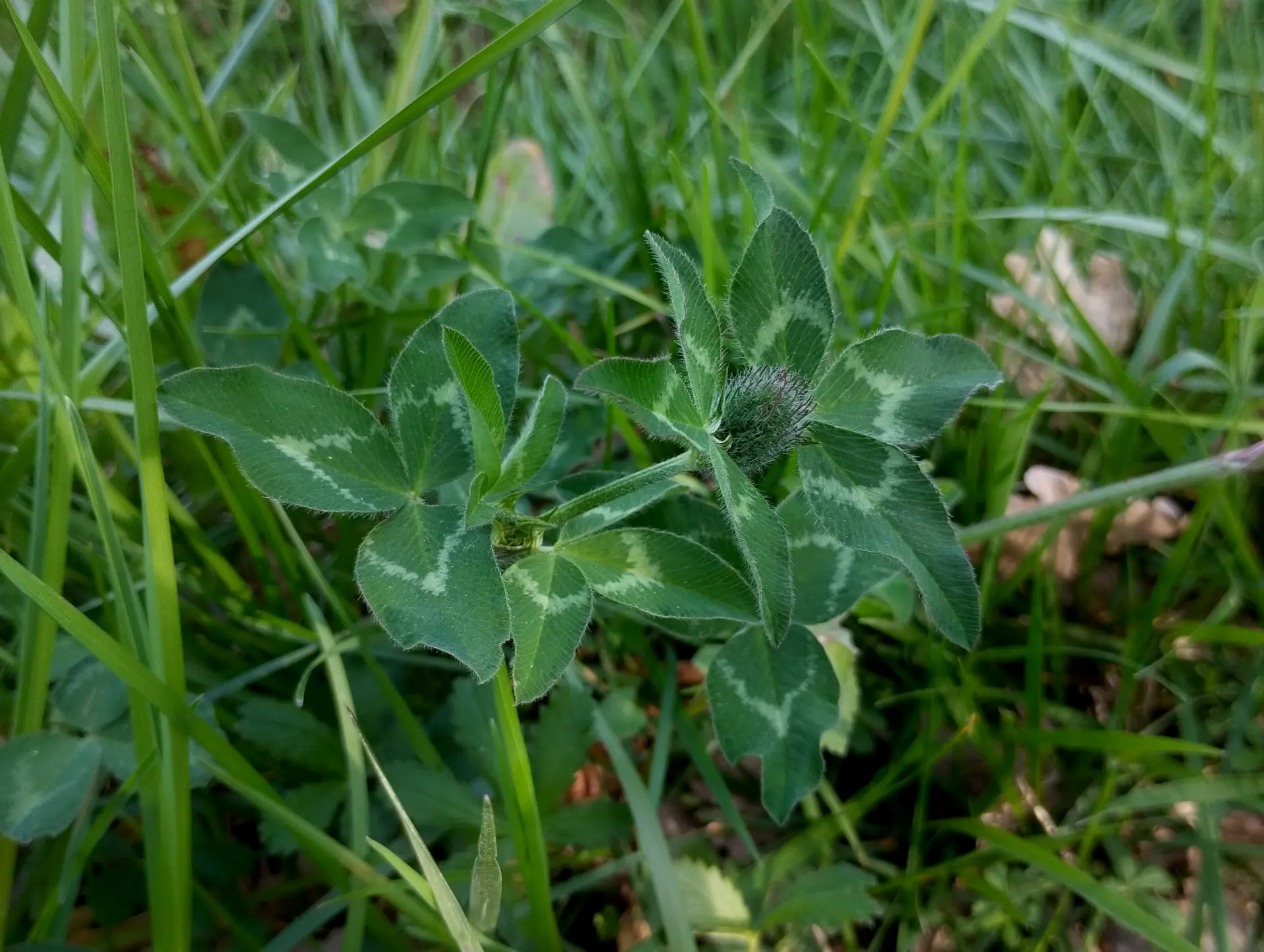 img/trifolium-pratense-4.webp