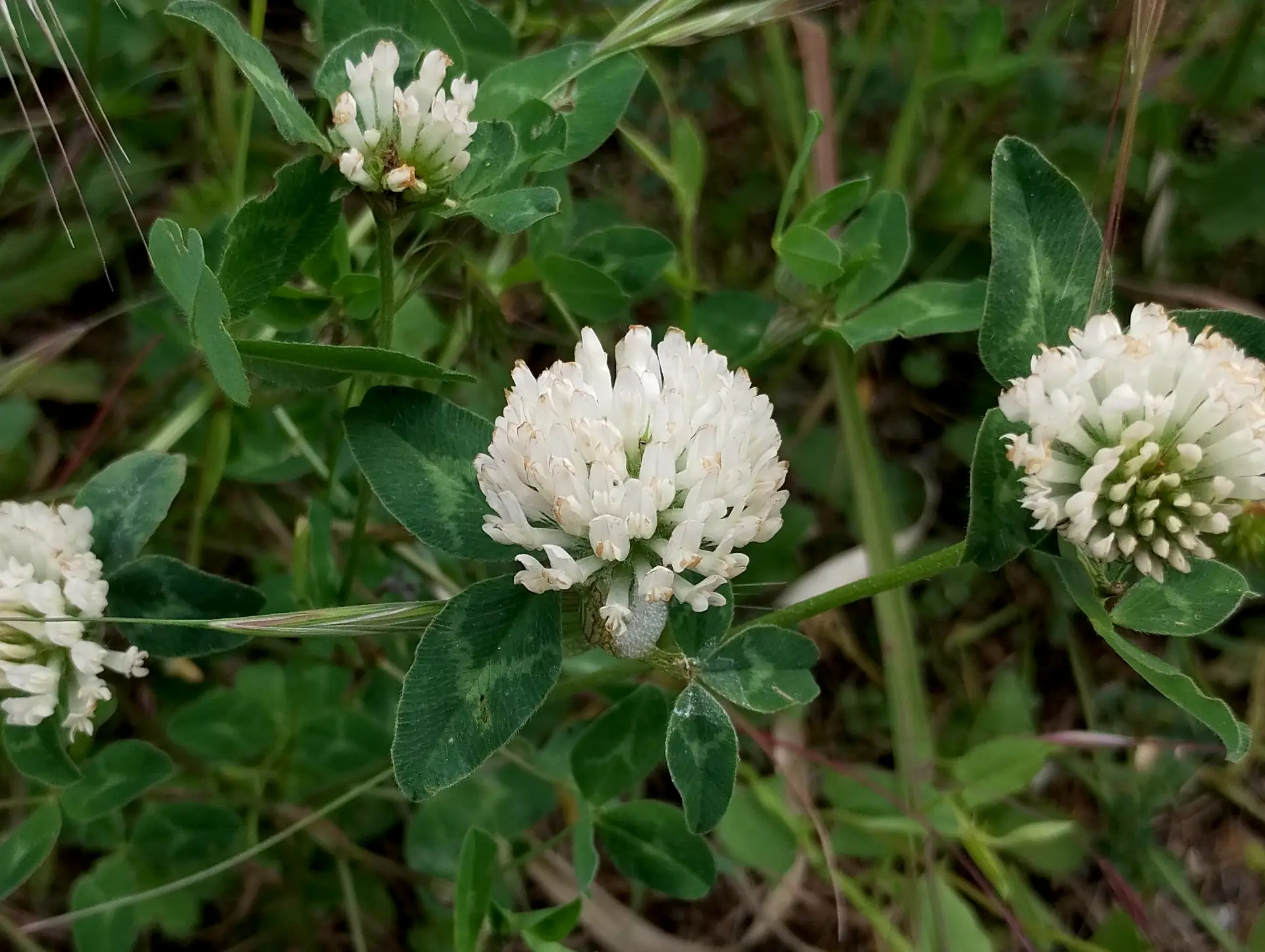img/trifolium-pratense-6.webp