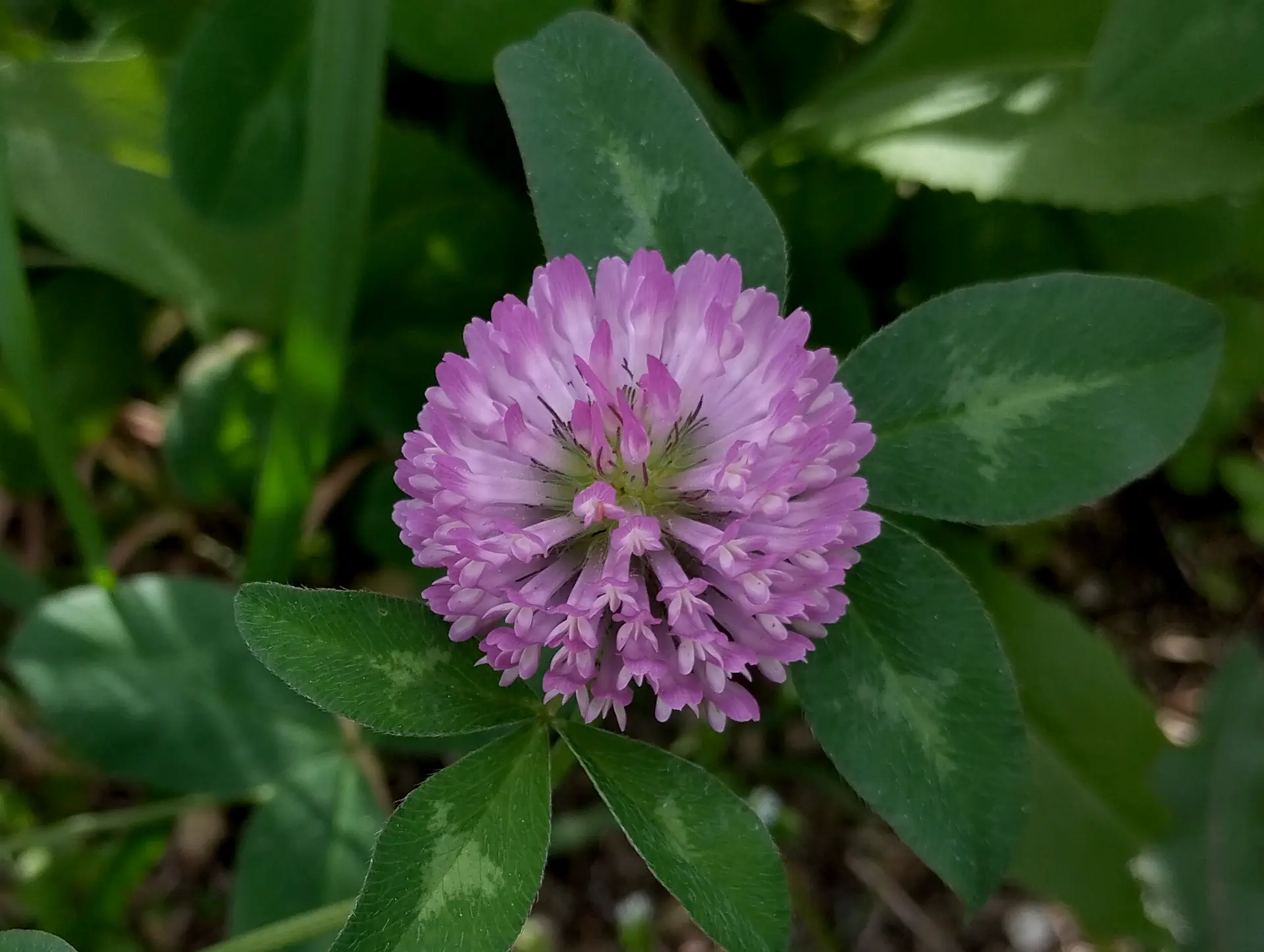 img/trifolium-pratense.webp