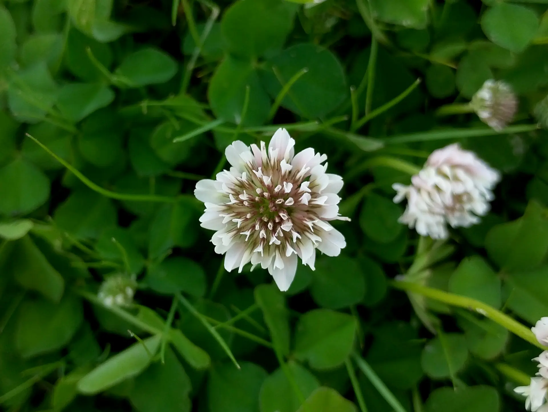img/trifolium-repens-2.webp