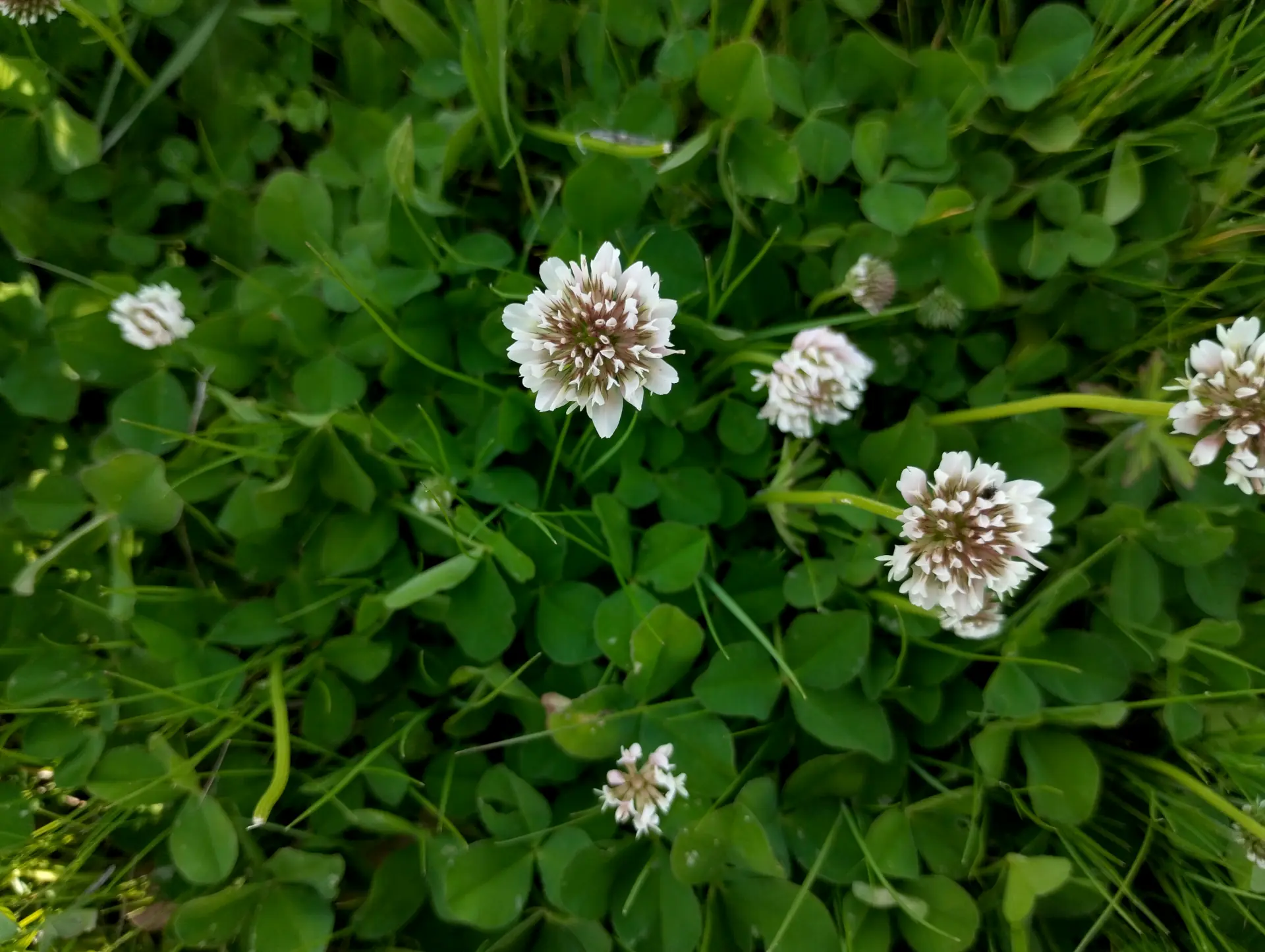 img/trifolium-repens-3.webp