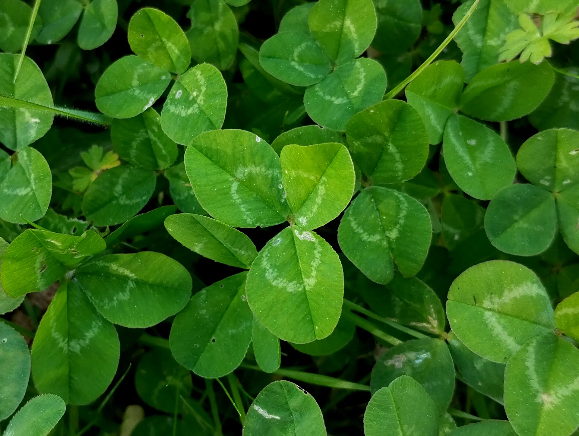 img/trifolium-repens-4.webp
