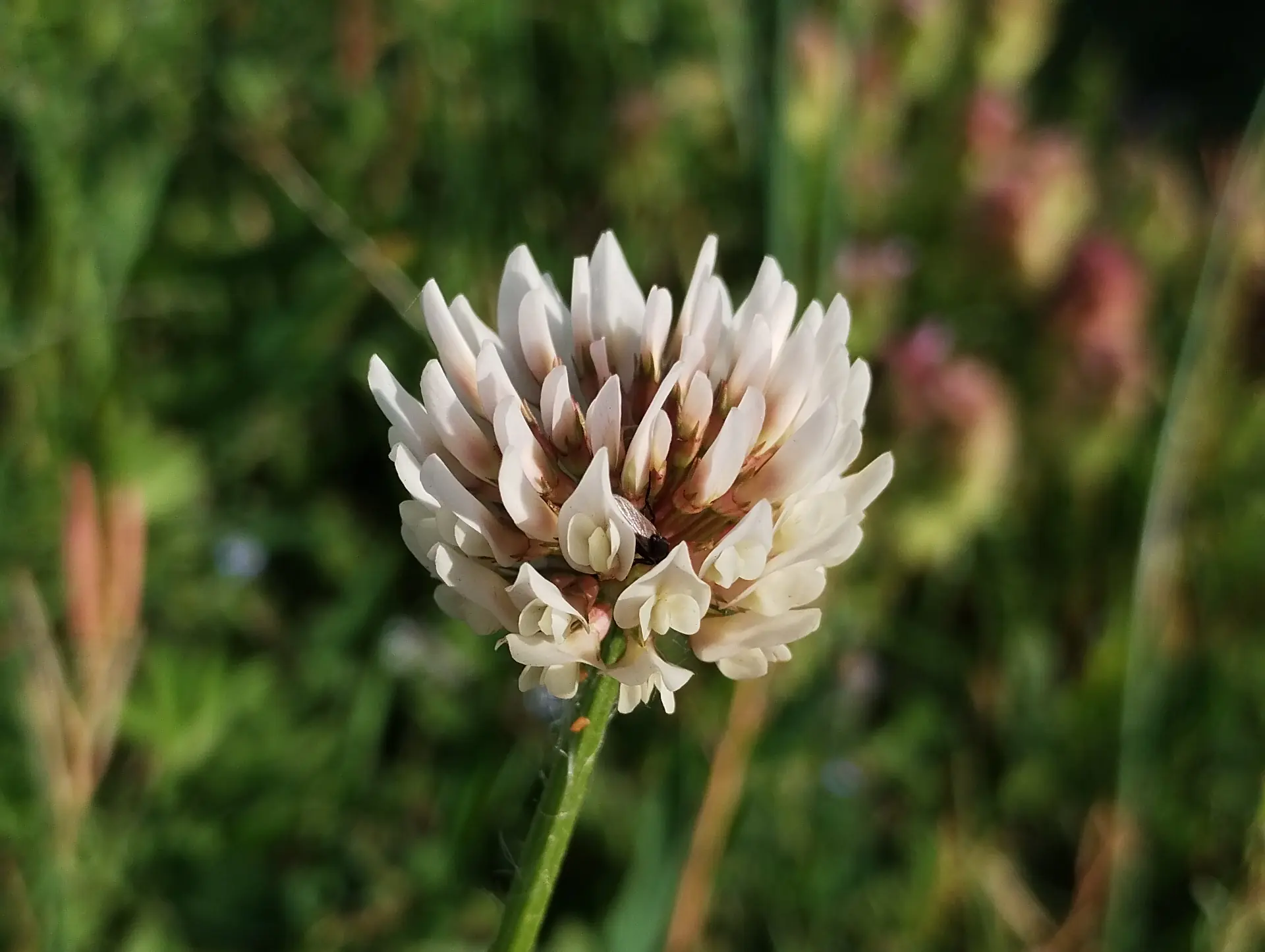 img/trifolium-repens.webp