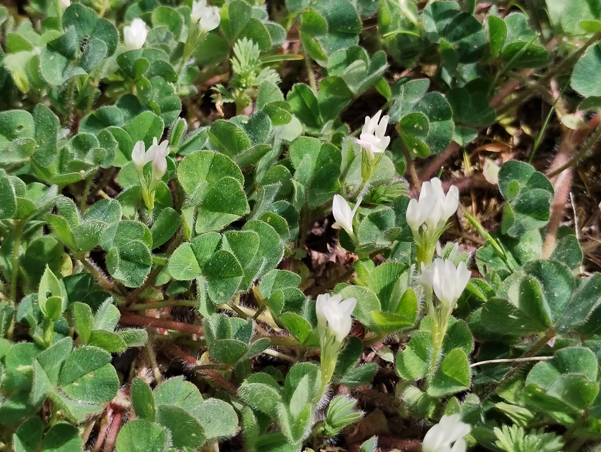 img/trifolium-subterraneum-3.webp