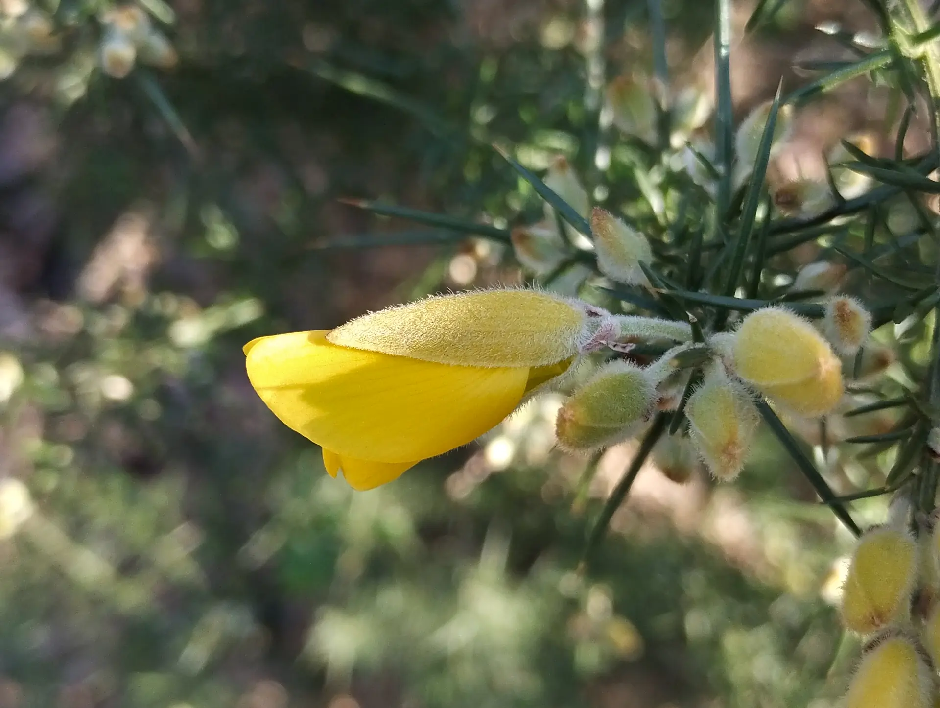 img/ulex-europaeus-europaeus.webp