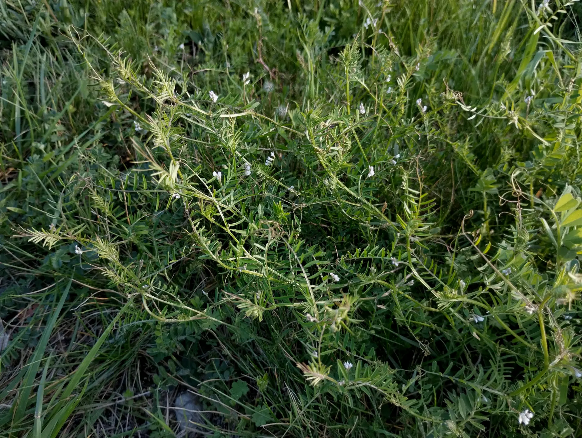 img/vicia-hirsuta-2.webp