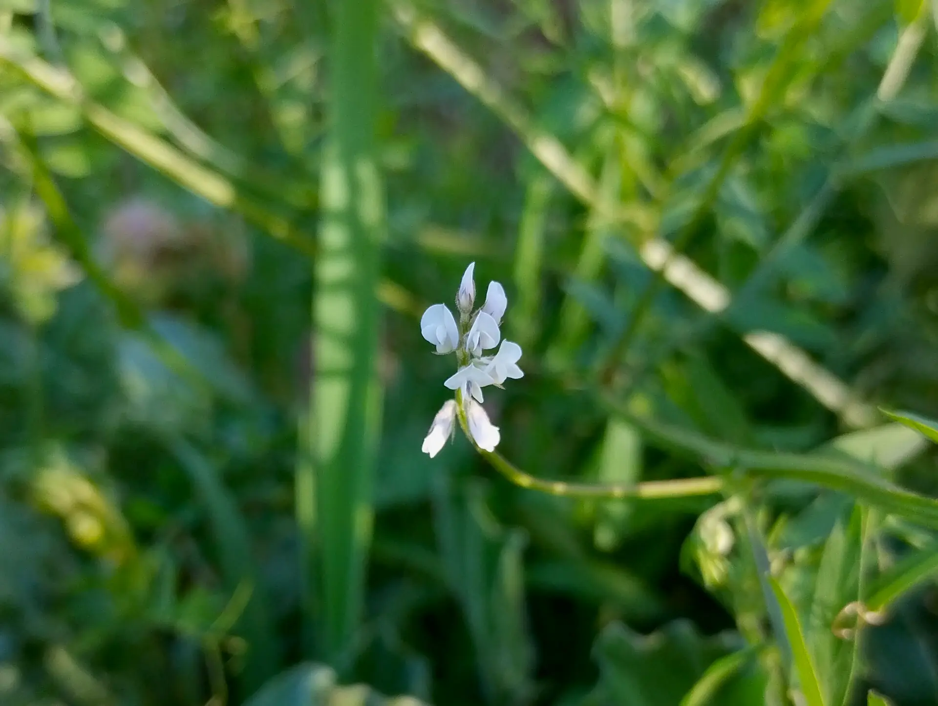 img/vicia-hirsuta.webp