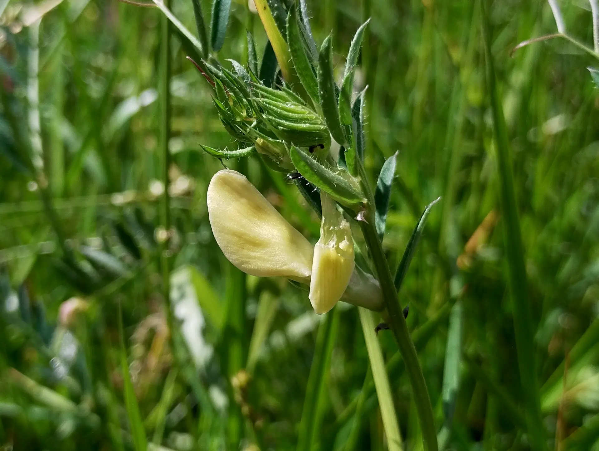 img/vicia-lutea.webp