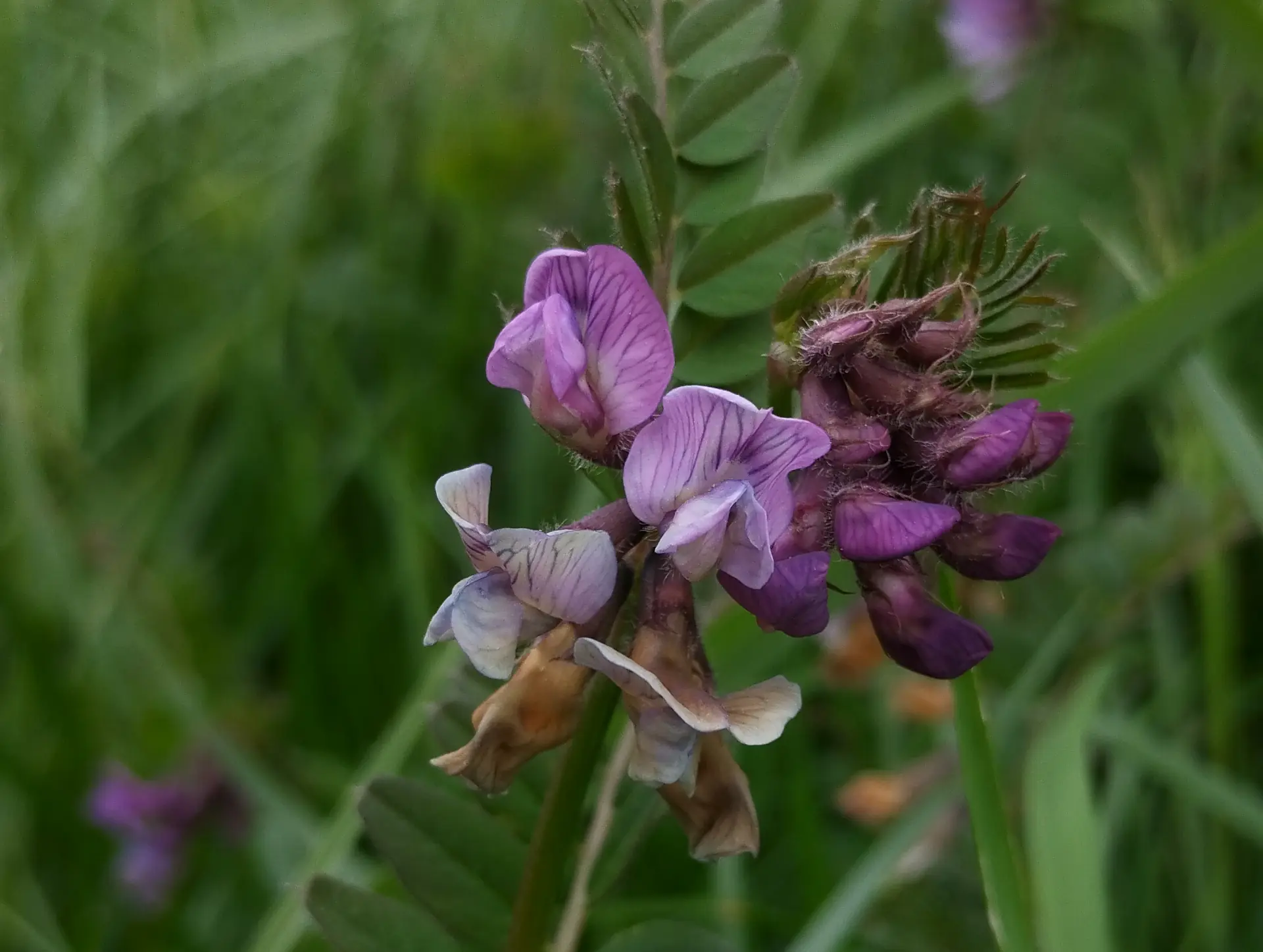 img/vicia-sepium.webp