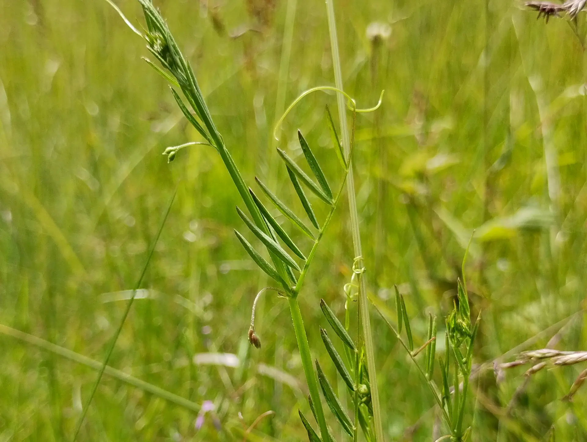 img/vicia-tetrasperma-2.webp