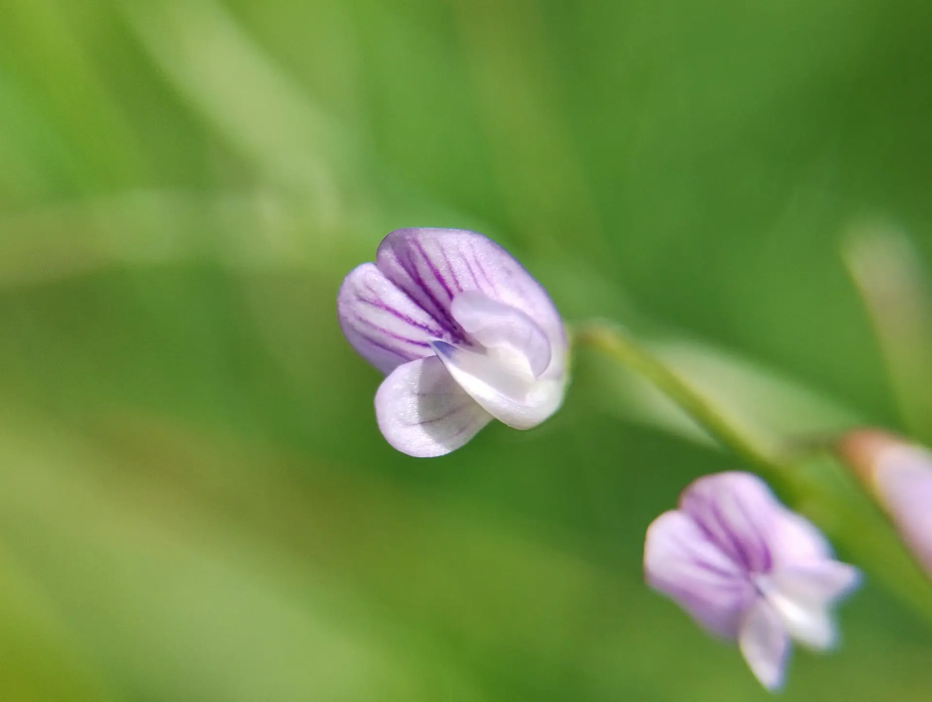img/vicia-tetrasperma-3.webp