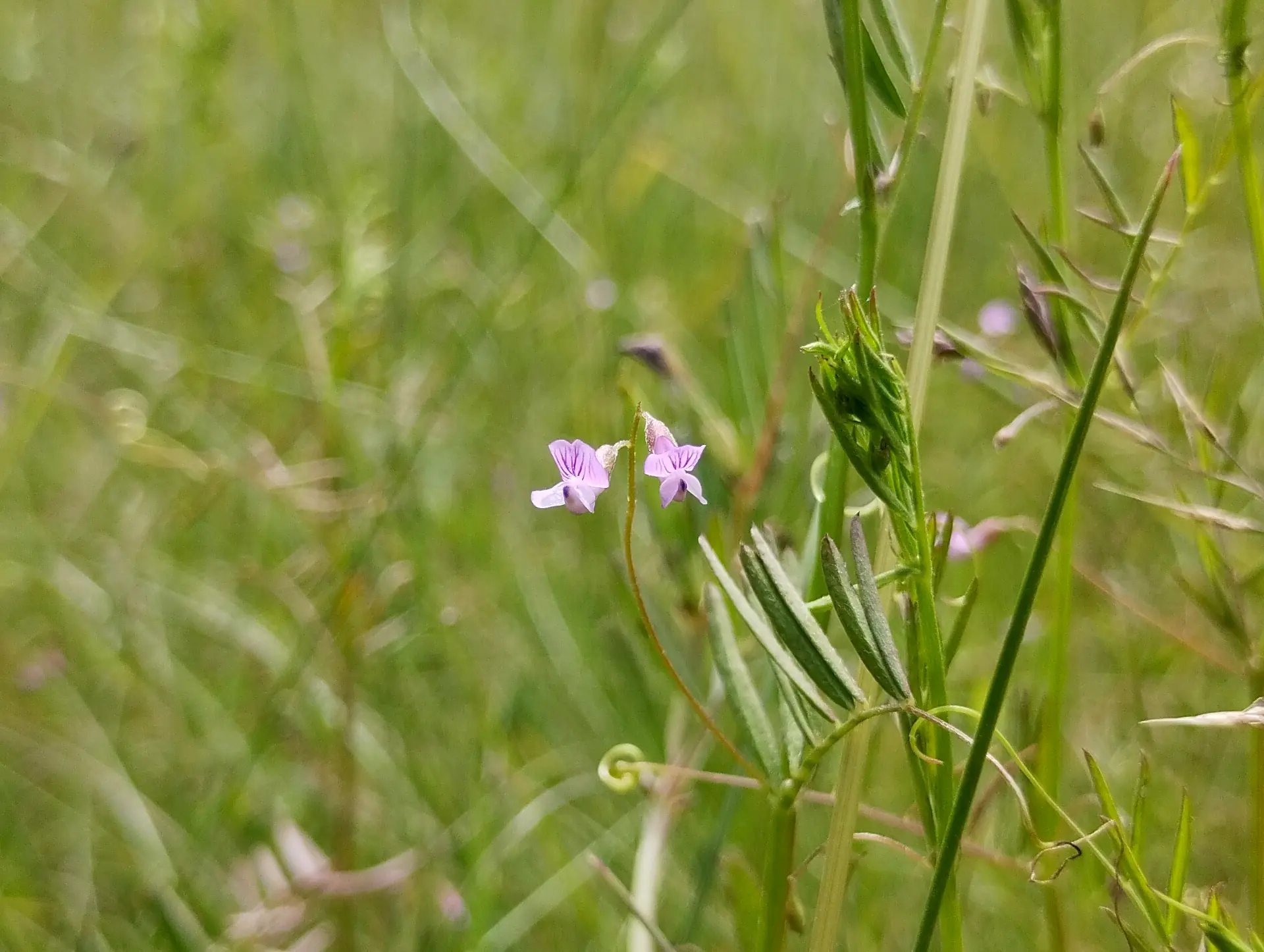 img/vicia-tetrasperma.webp