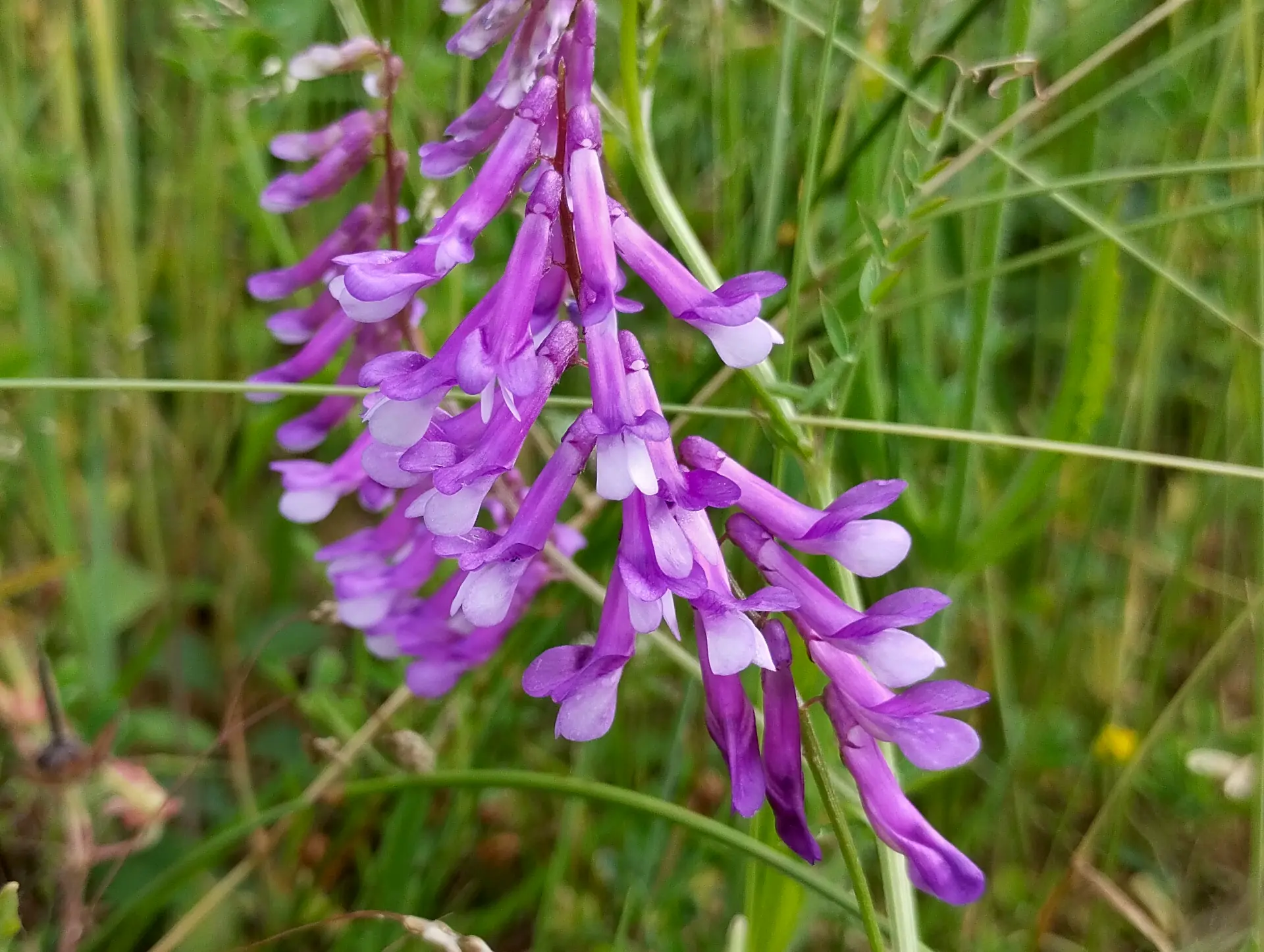 img/vicia-villosa.webp